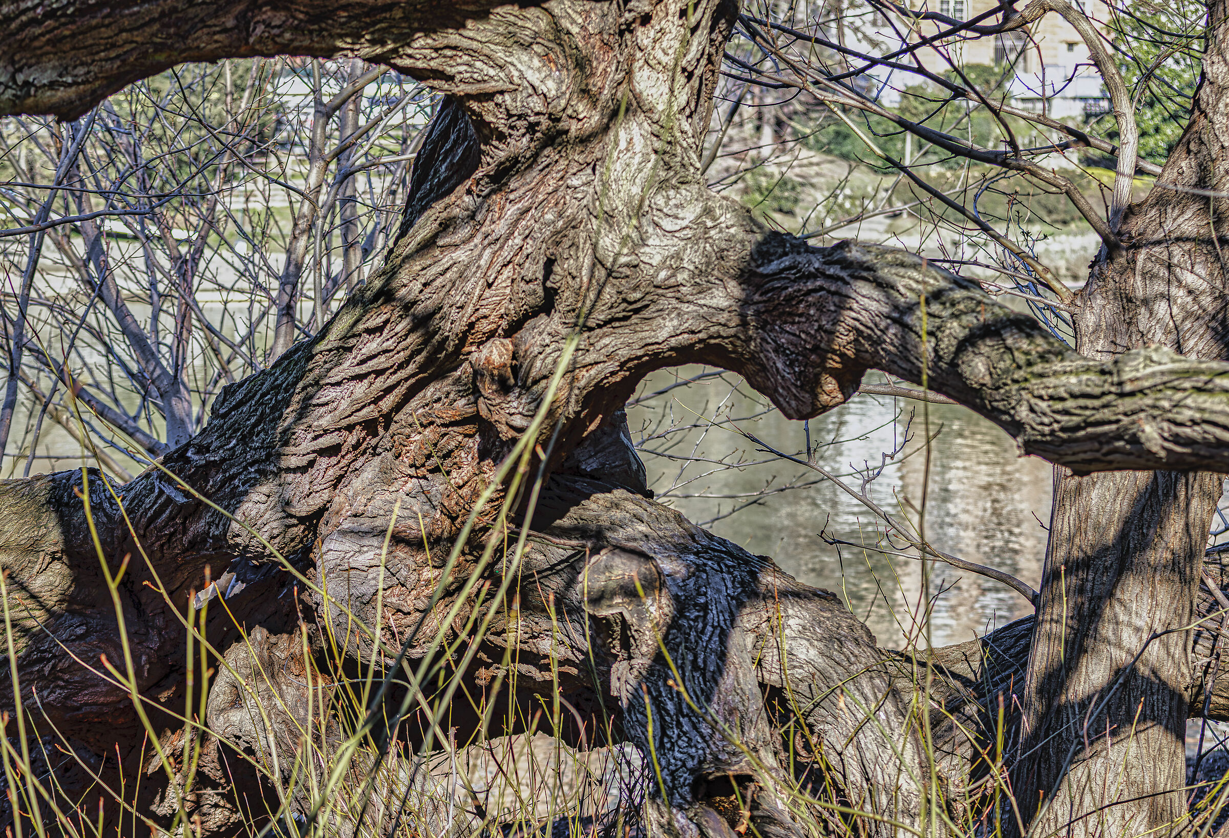 Knotty tree