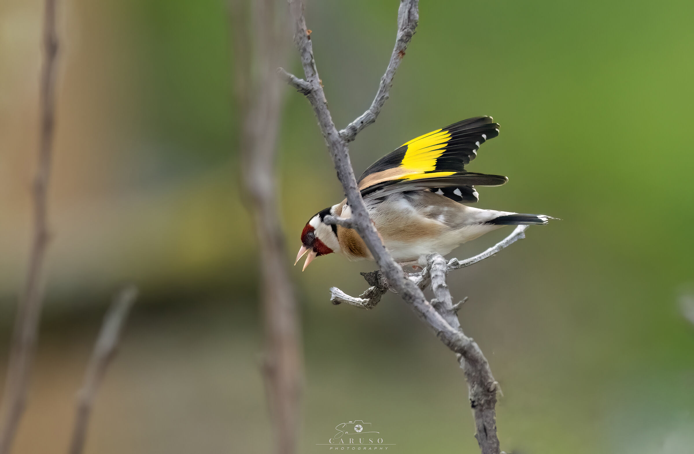 Goldfinch 4