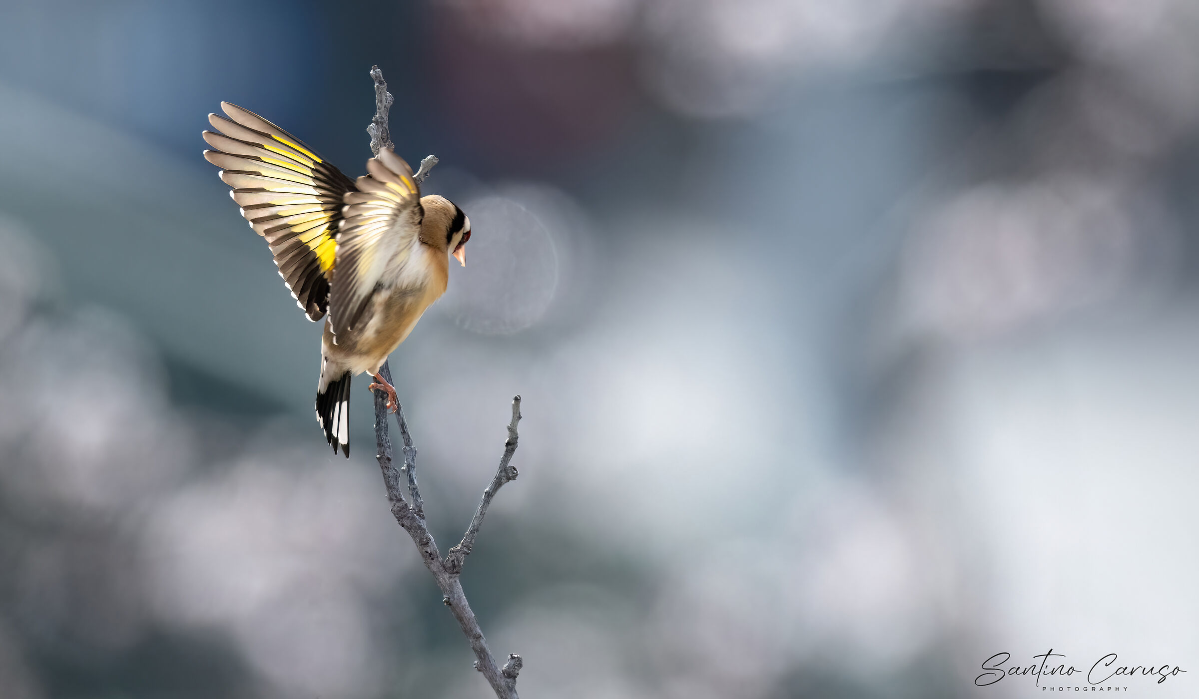 Goldfinch 5