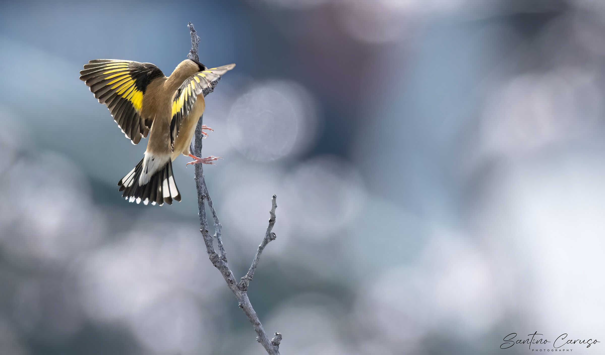 Goldfinch 6