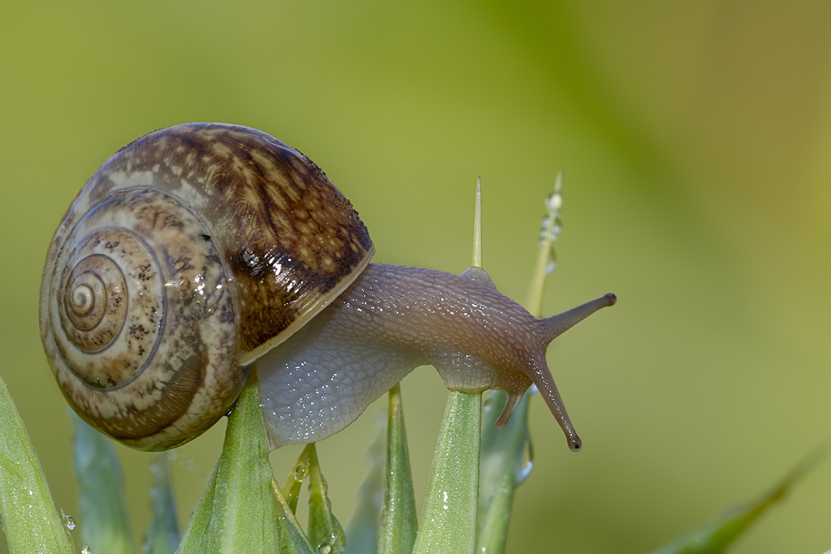 snail