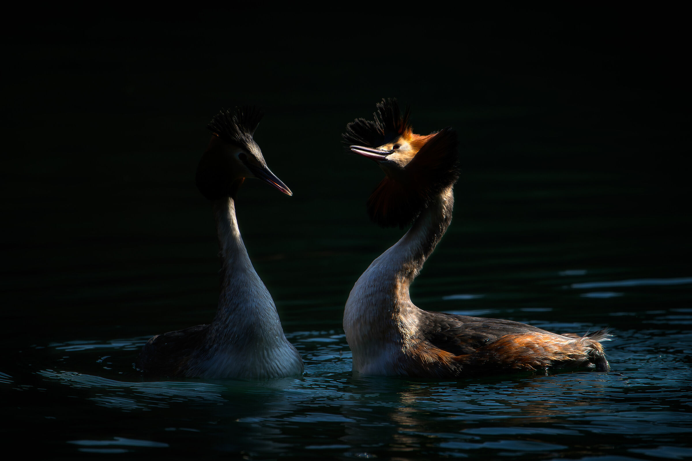 Grebes