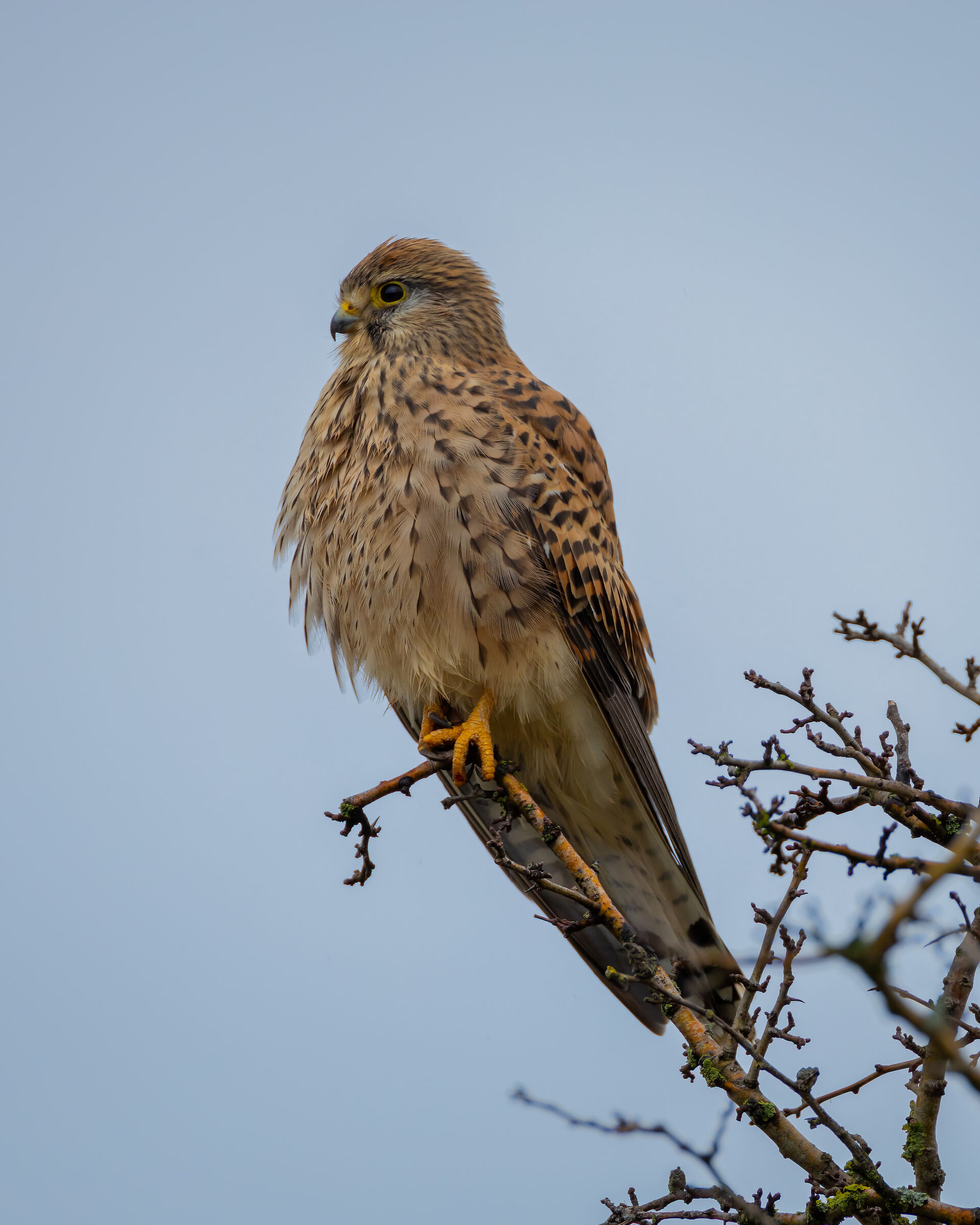 Female kestrel