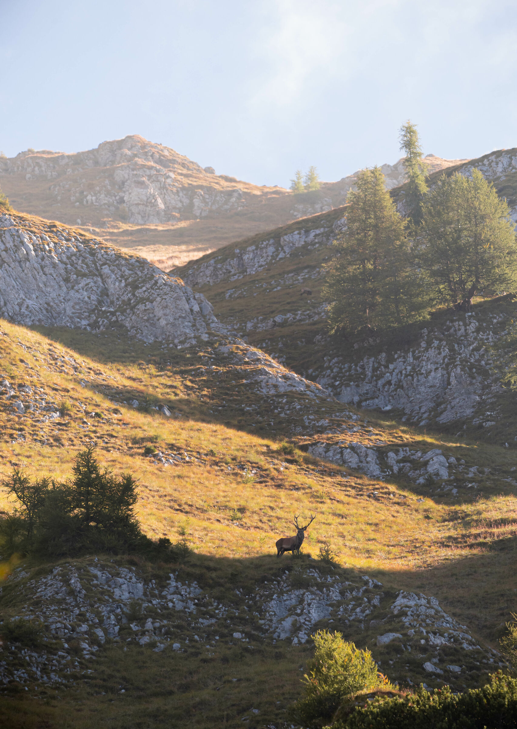 The sound of love. il re all'alba