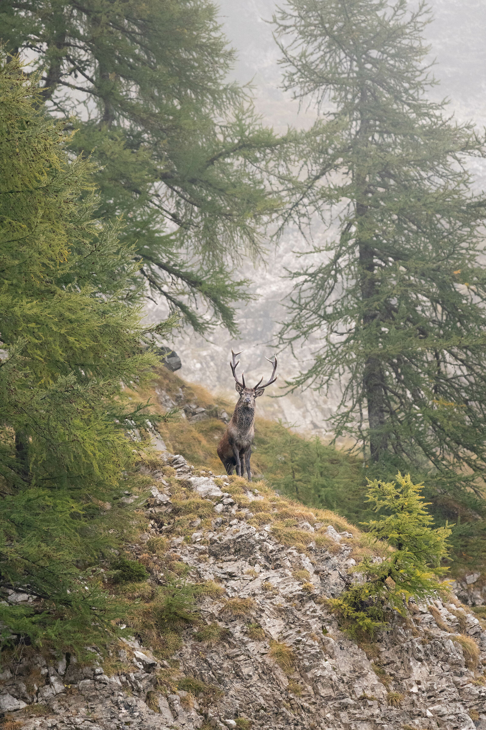 The sound of love. Pretendente spaccone