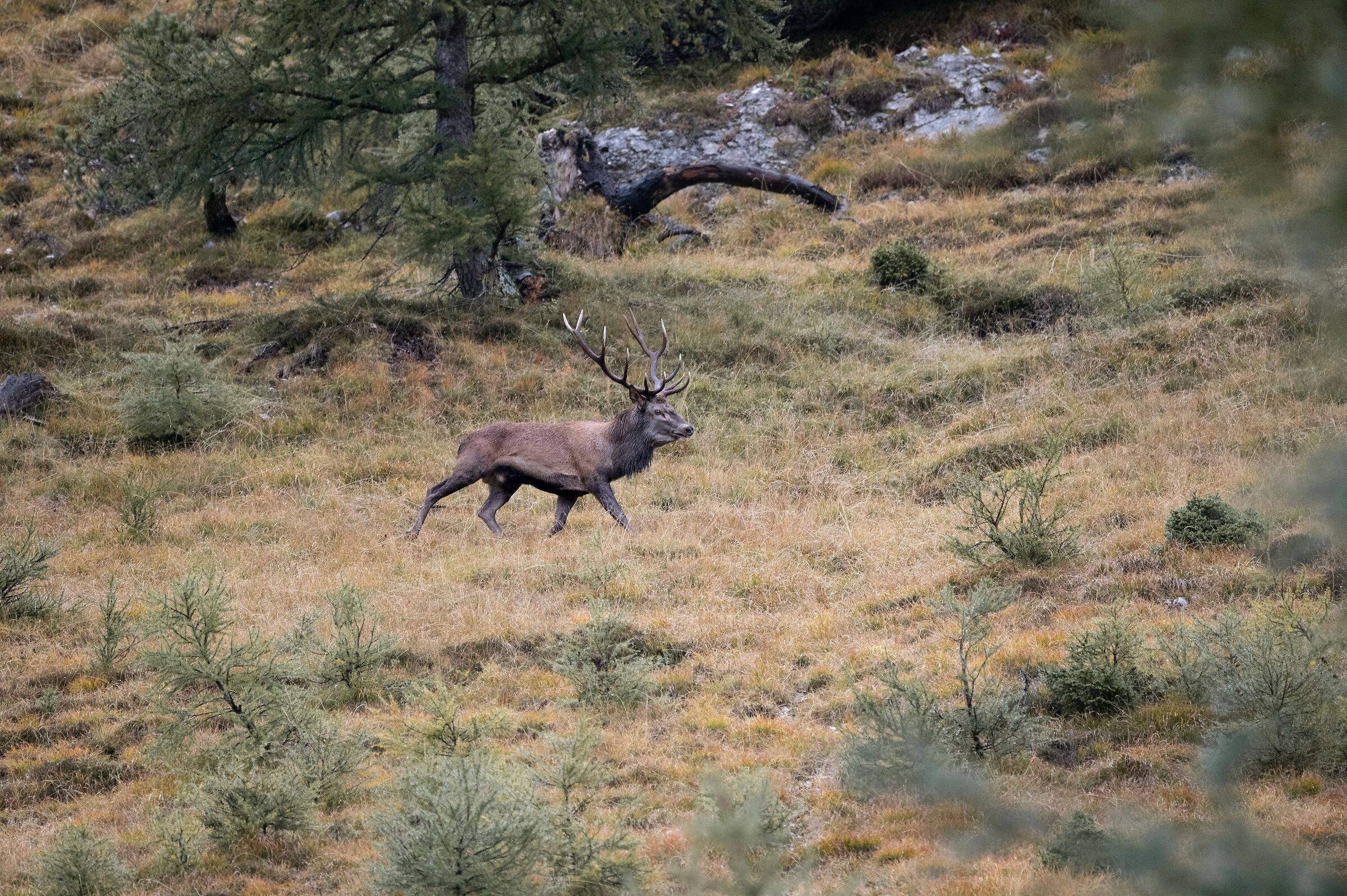 The sound of love. Il socio è fiacco