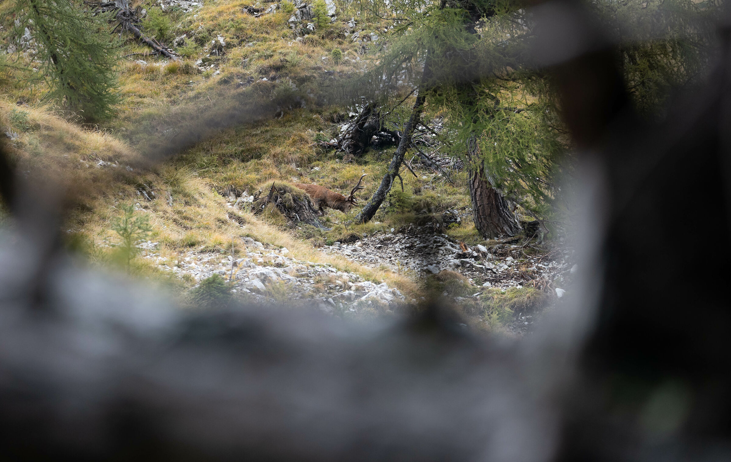 The sound of love. Cornice naturale