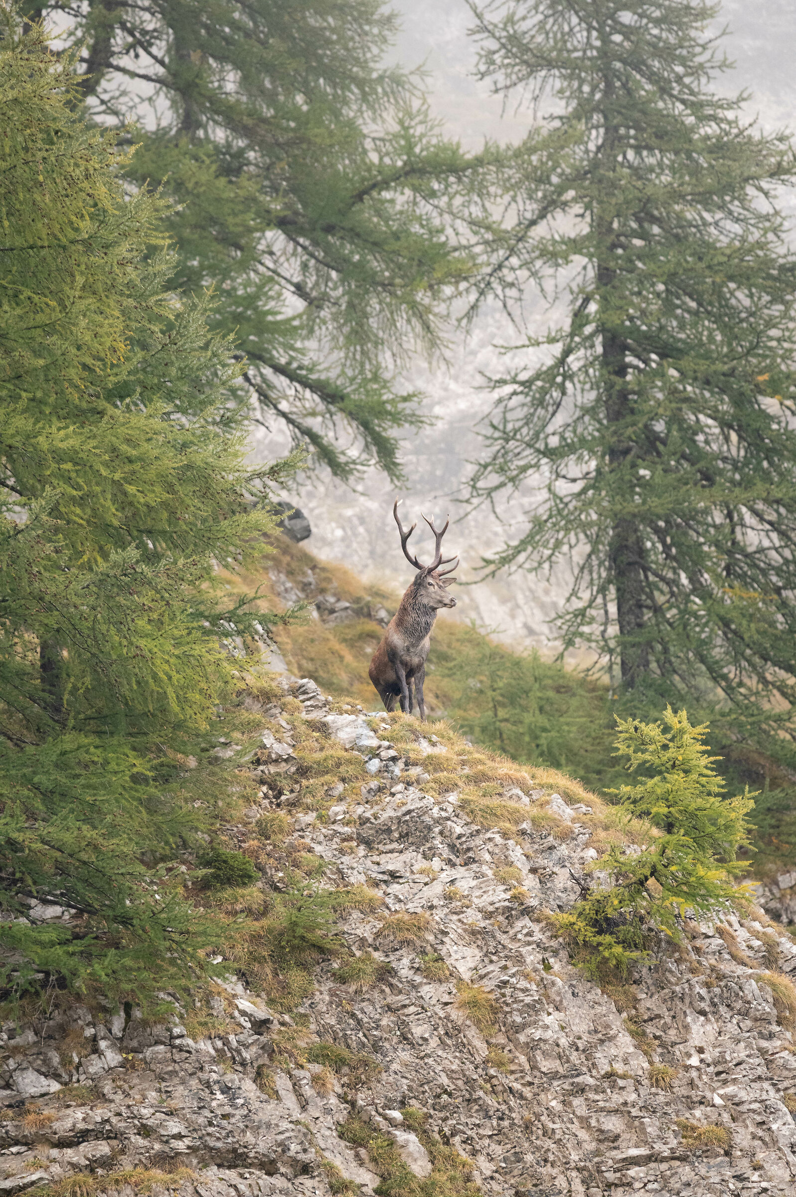 The sound of love. Contendente spaccone