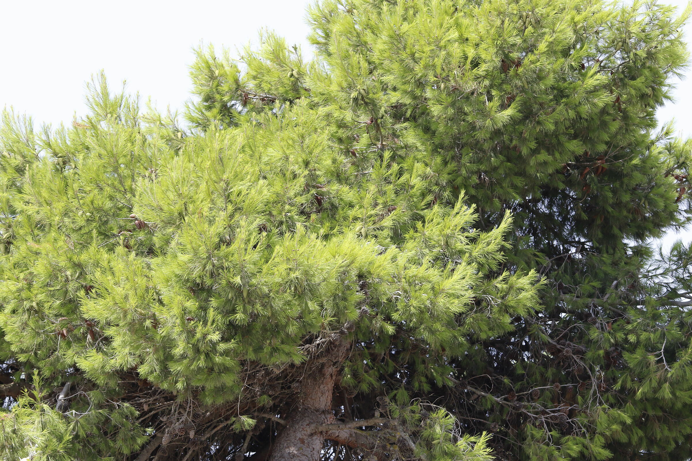 @ F. 5.6 " Crop 216 ", Canon 135 F.2 L Usm, 7 D II