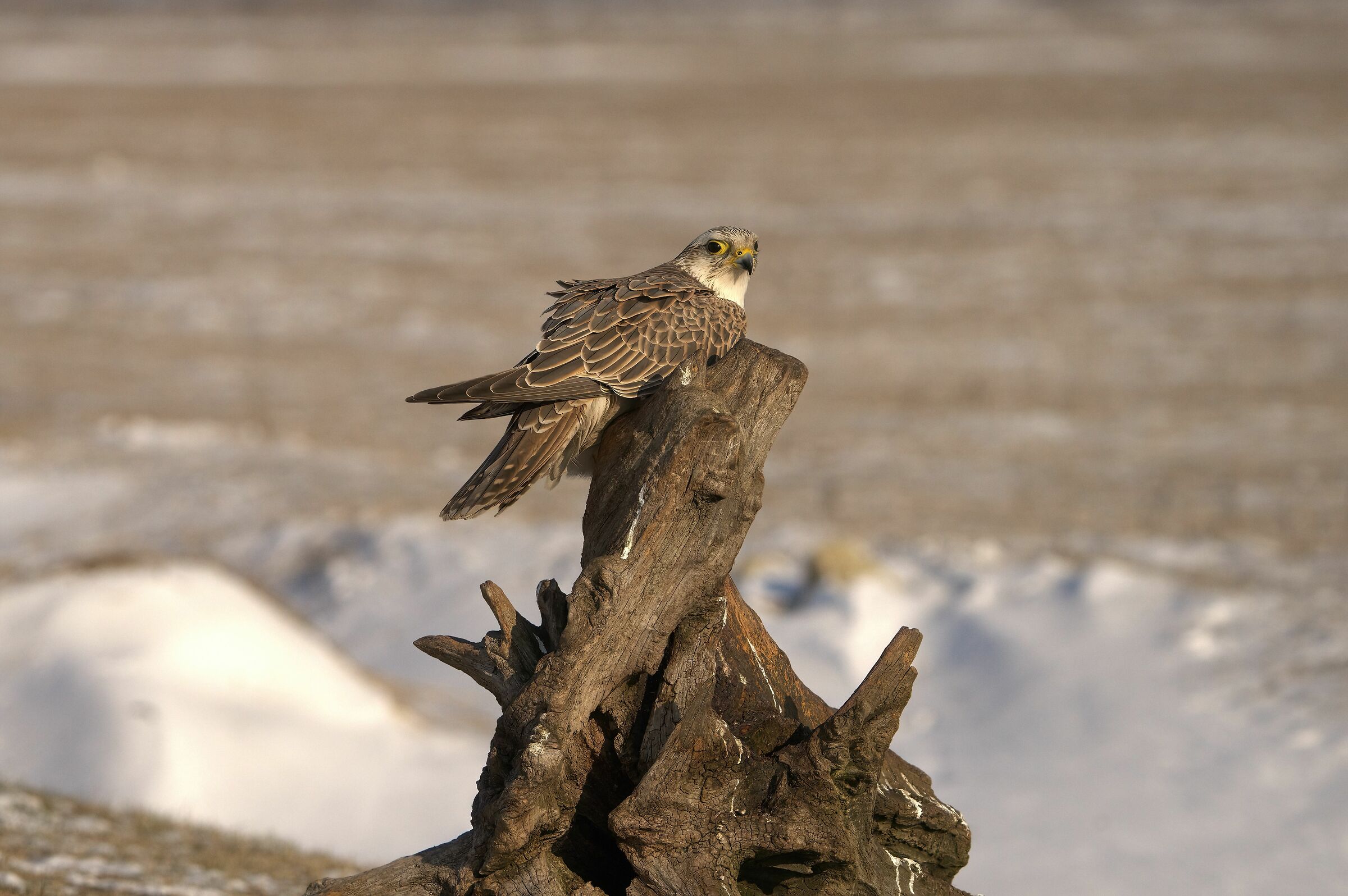 Sacred Falcon