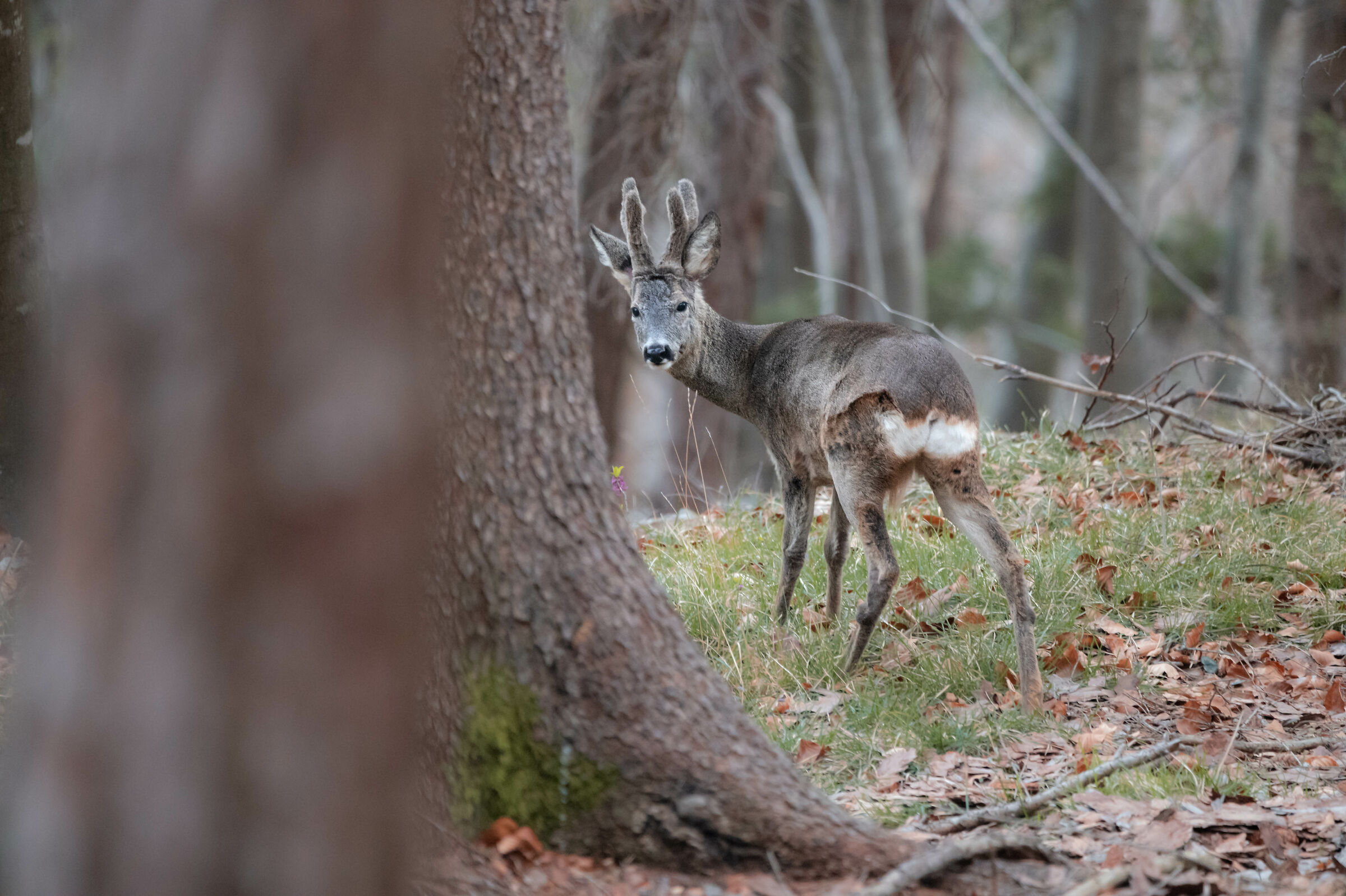 capriolo maschio in posa