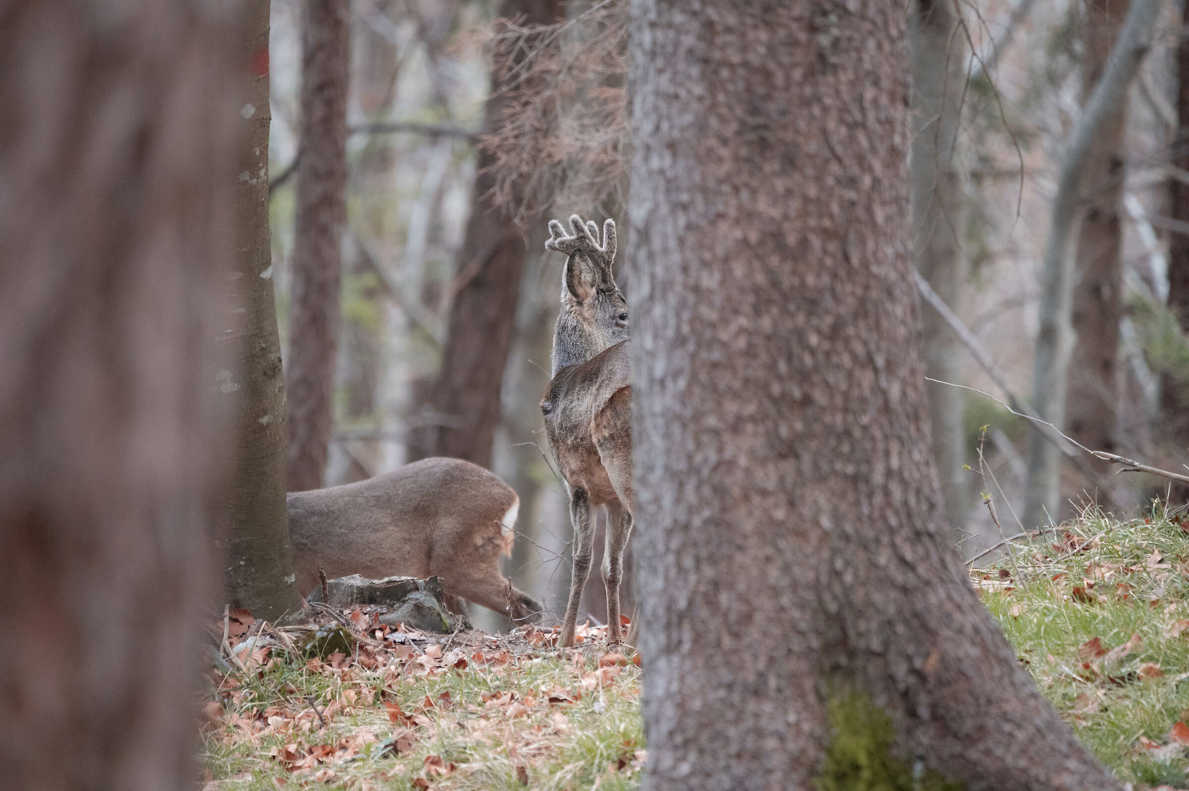 capriolo maschio con femmine