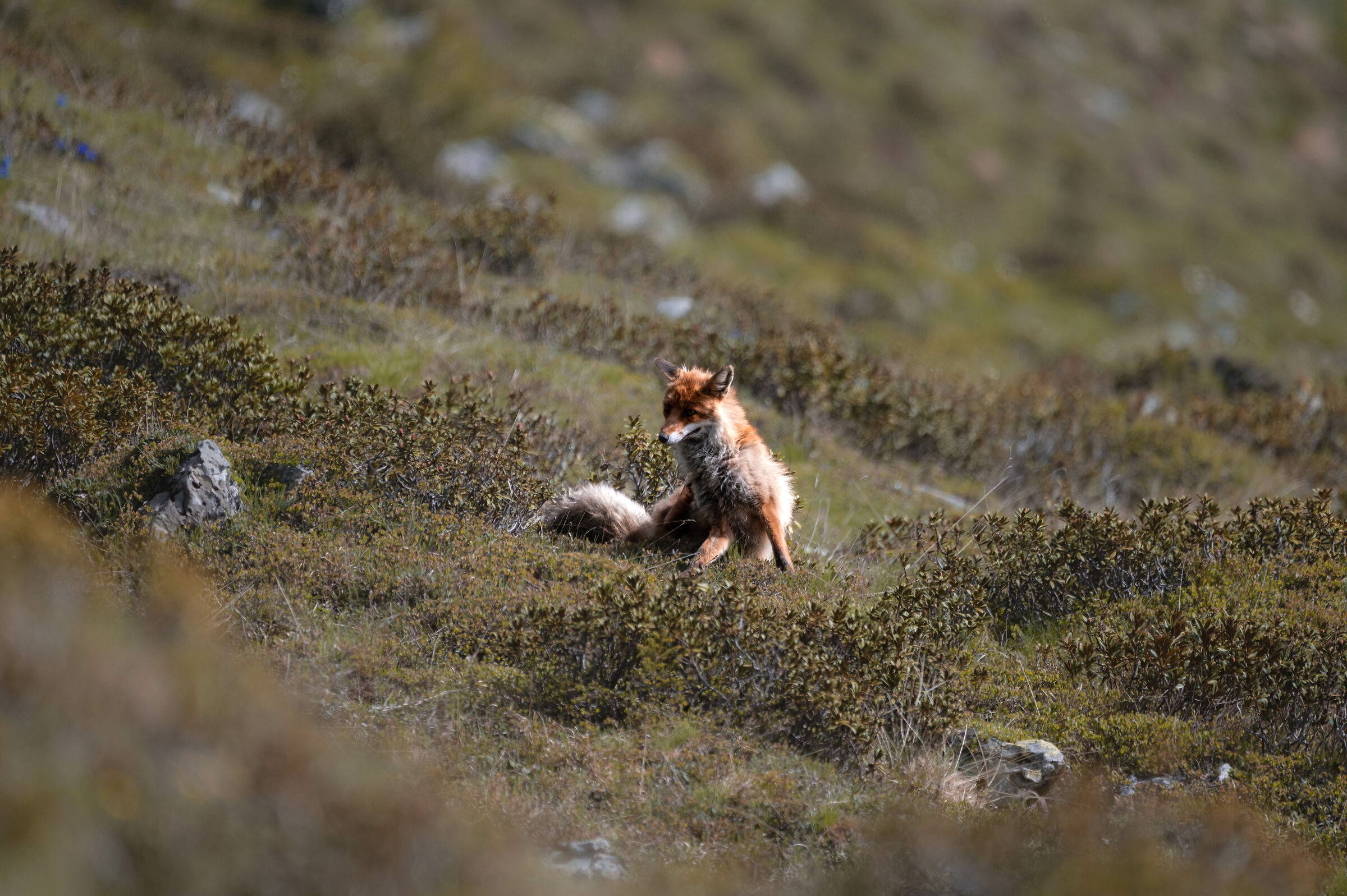 volpe d'altura, grattatina