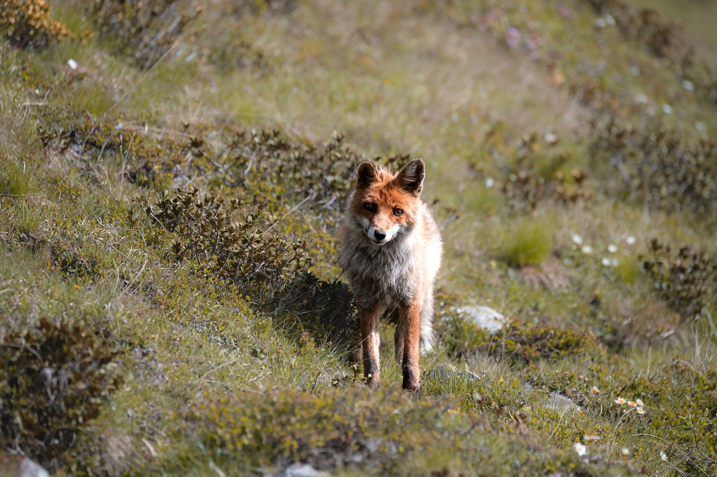volpe d'altura, mi ha sentito