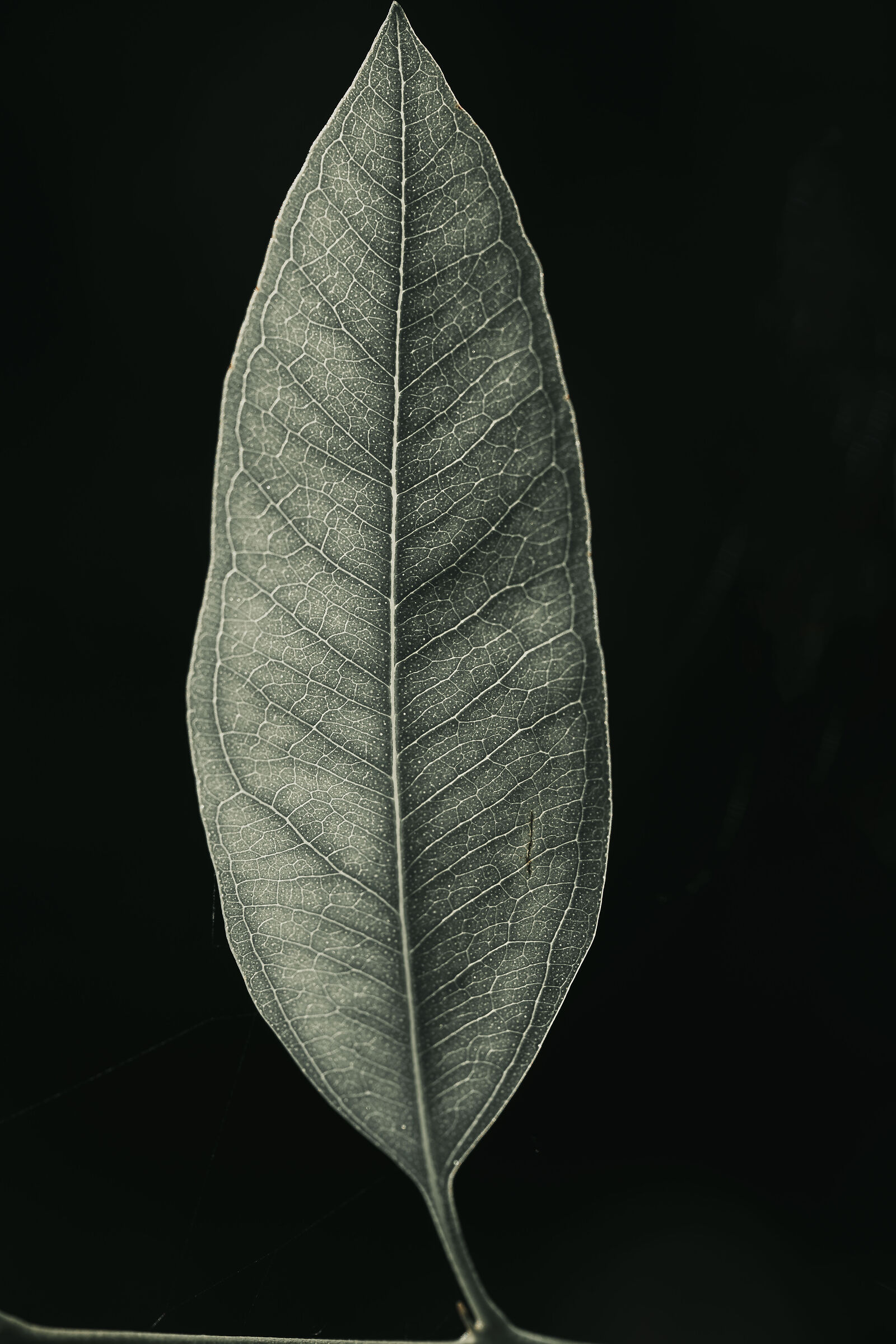 Winter leaf