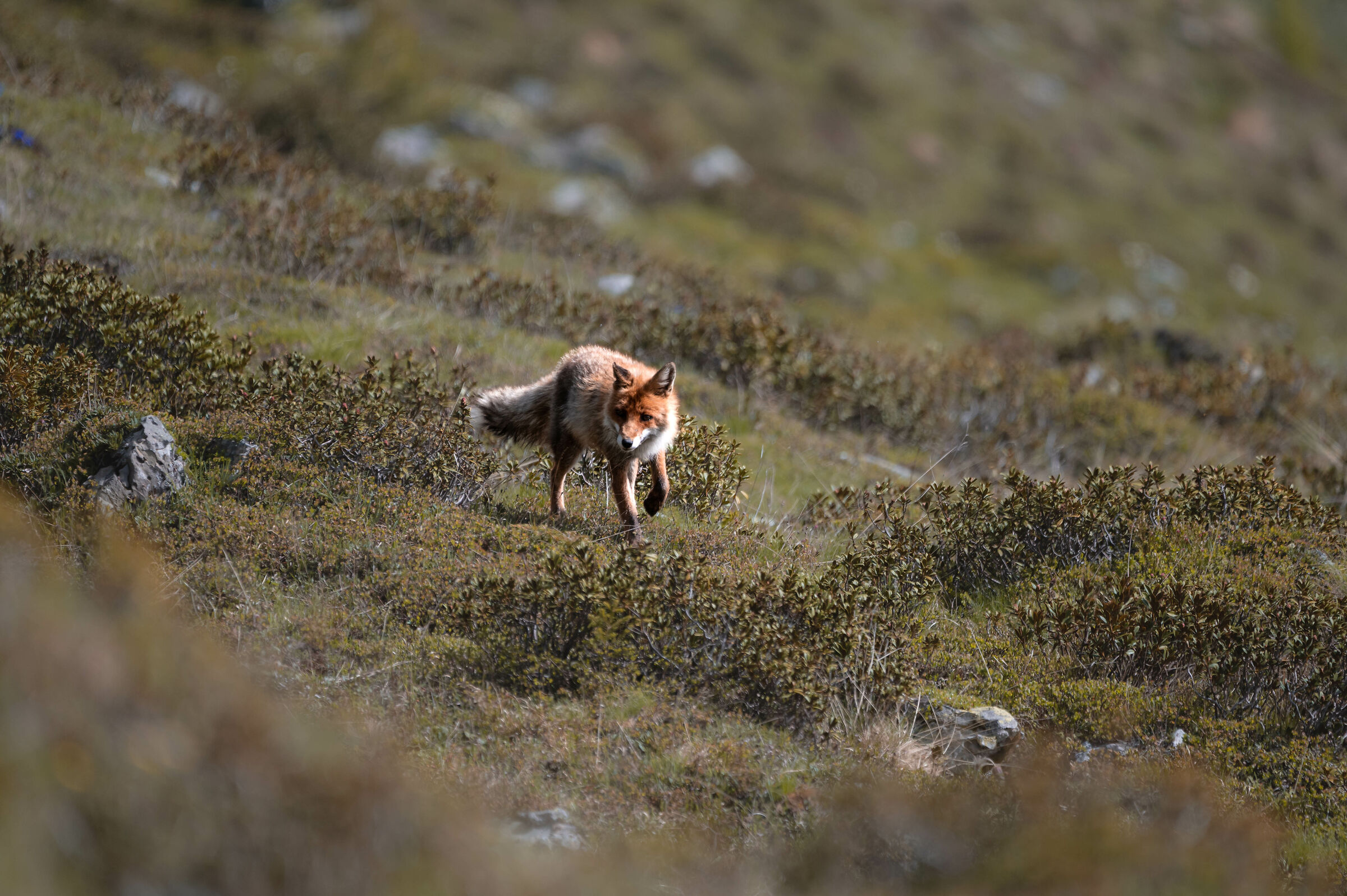 volpe d'altura, alla ricerca di cibo nei rododendri