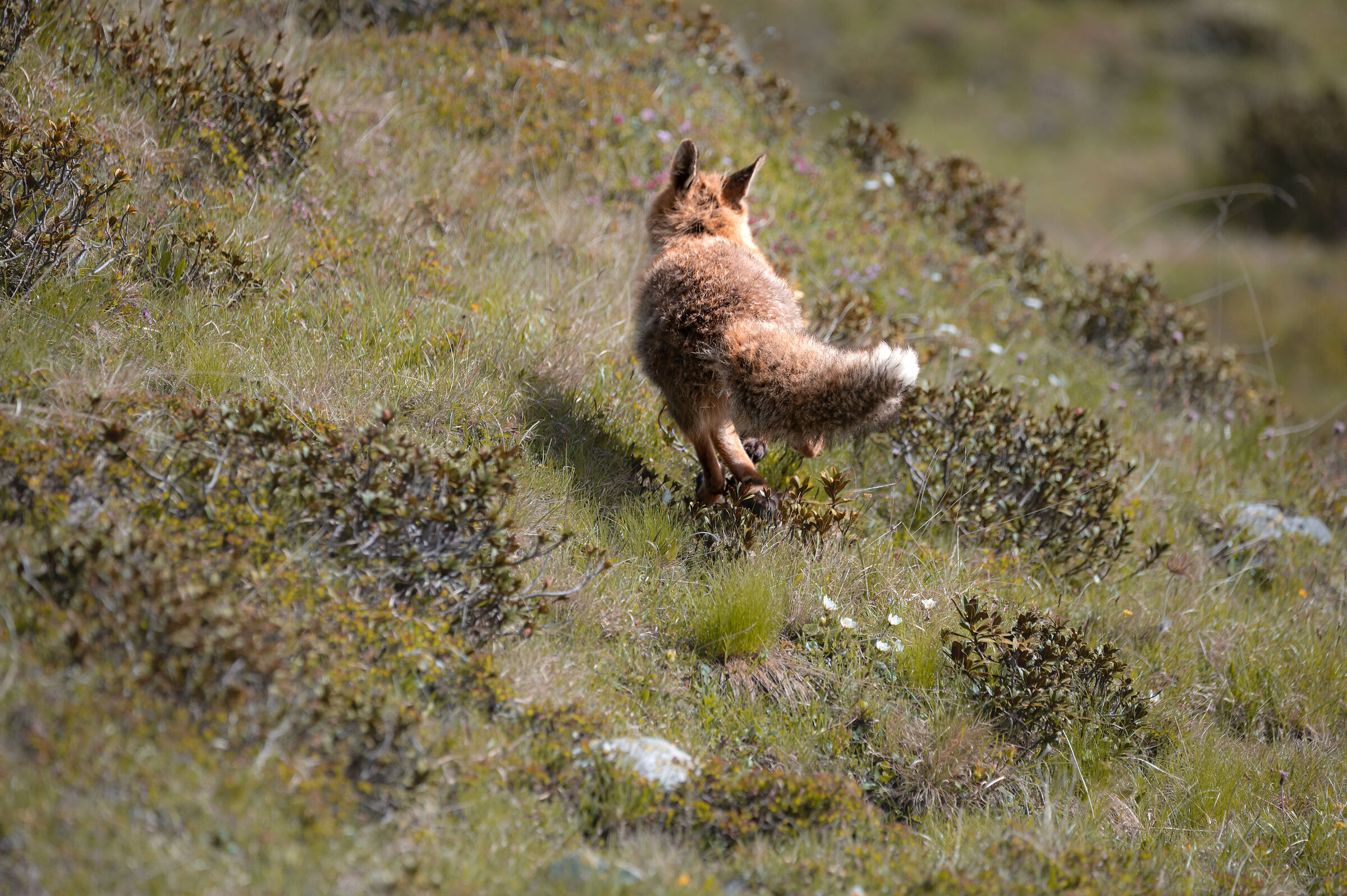 volpe d'altura, sgamato