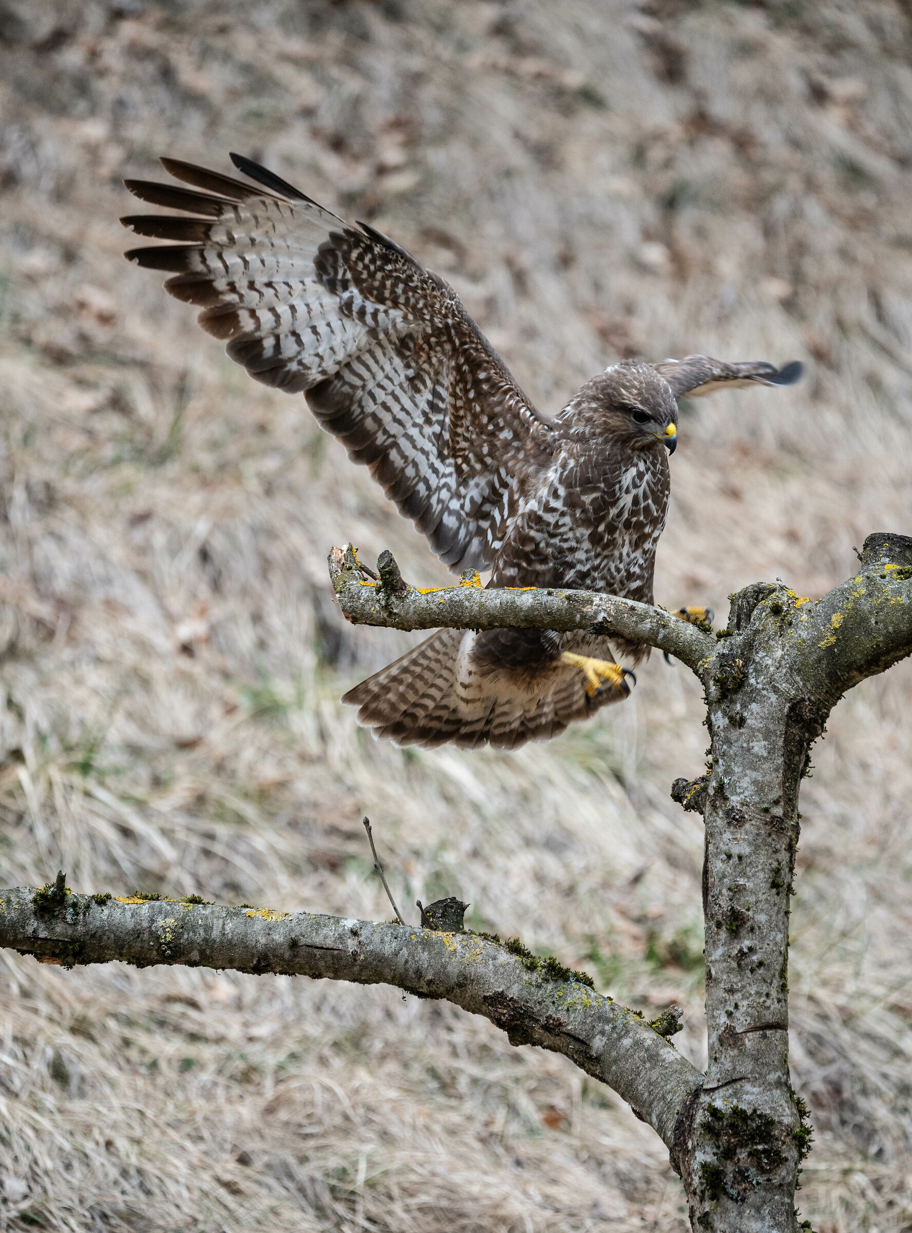 poiana - capanno del biancospino