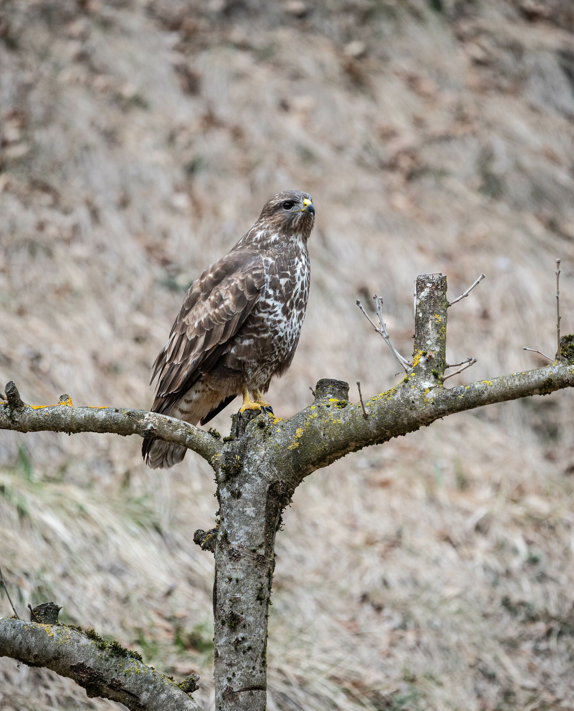 poiana - capanna del biancospino