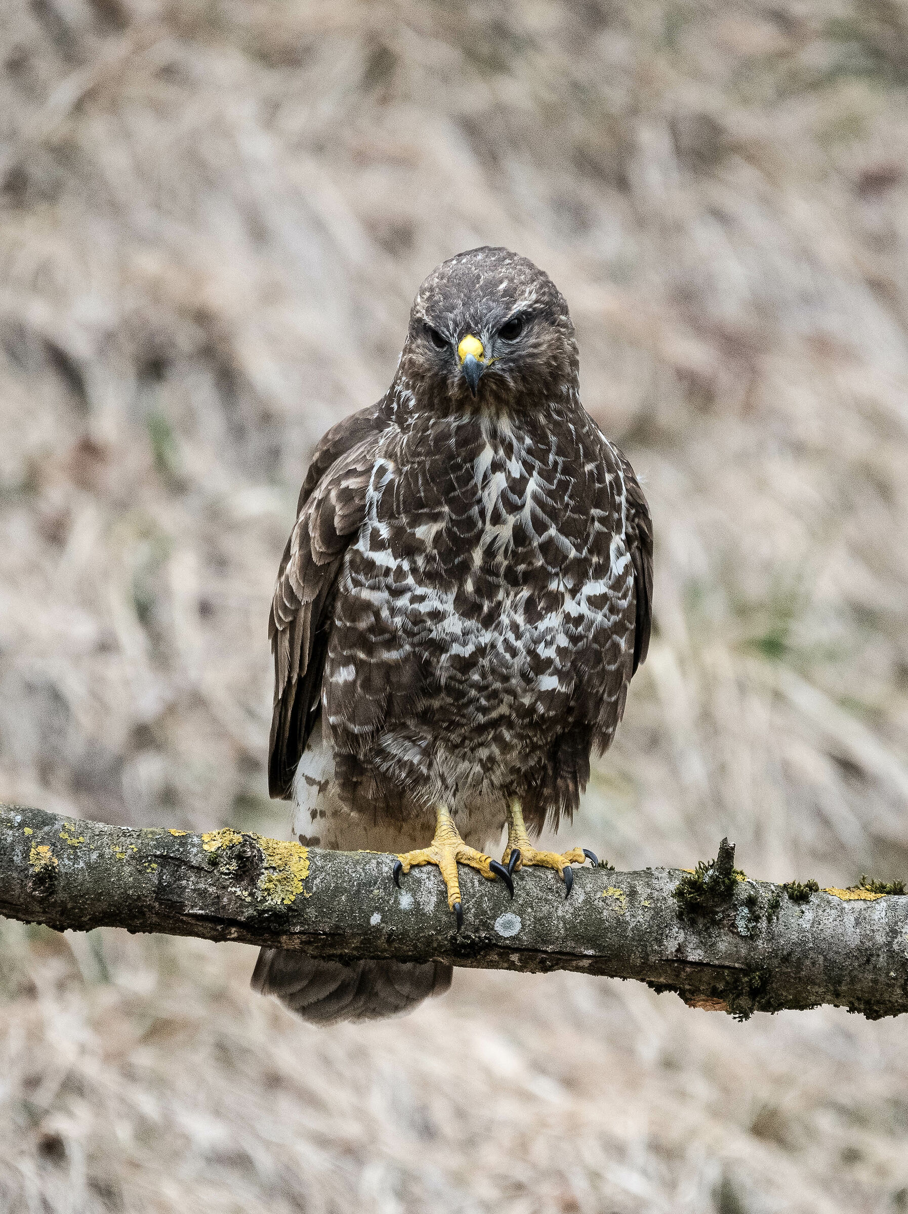 poiana - capanna del biancospino