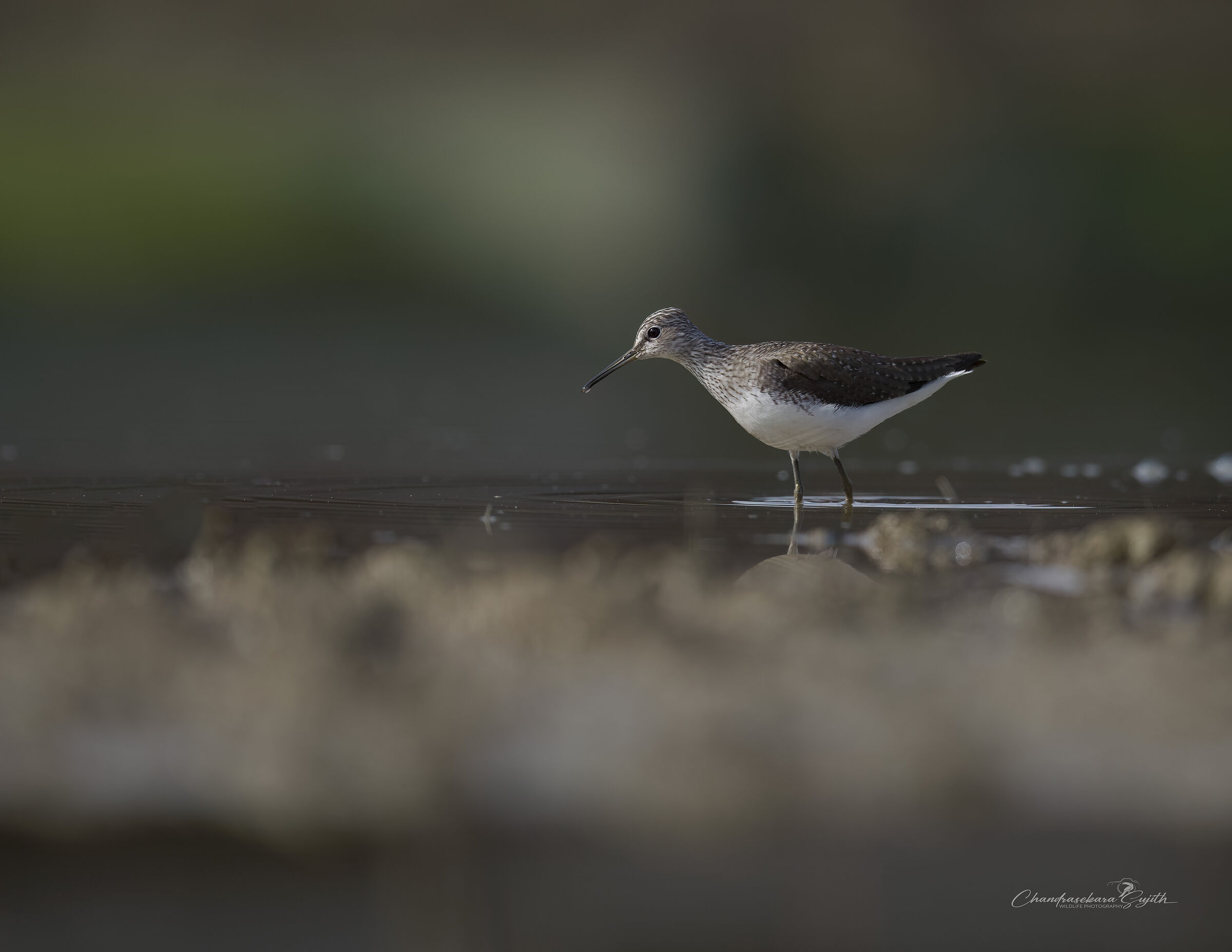 White-throated sandpiper