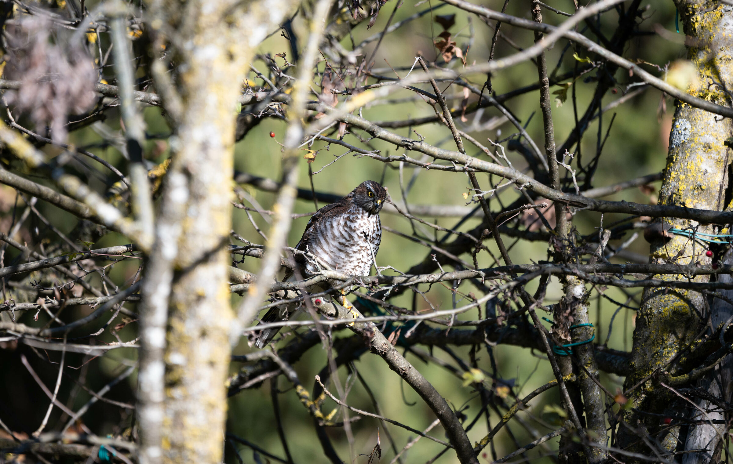 sparviere nascosto nel biancospino