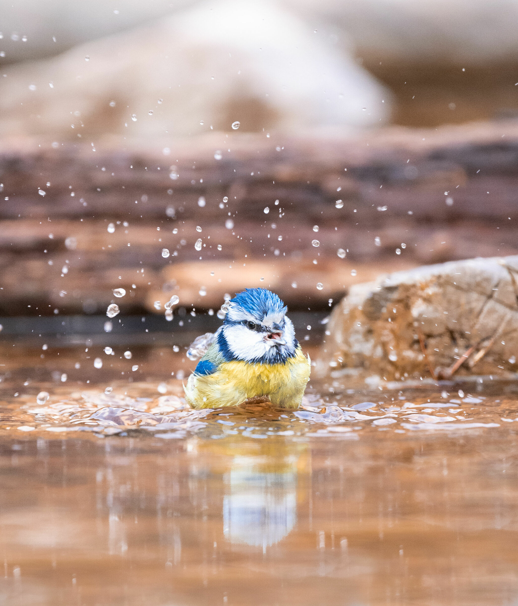 cinciarella al bagno