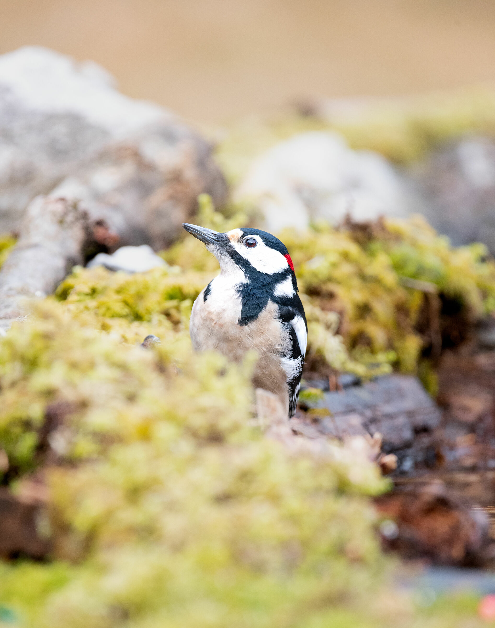 picchio rosso - all'erta