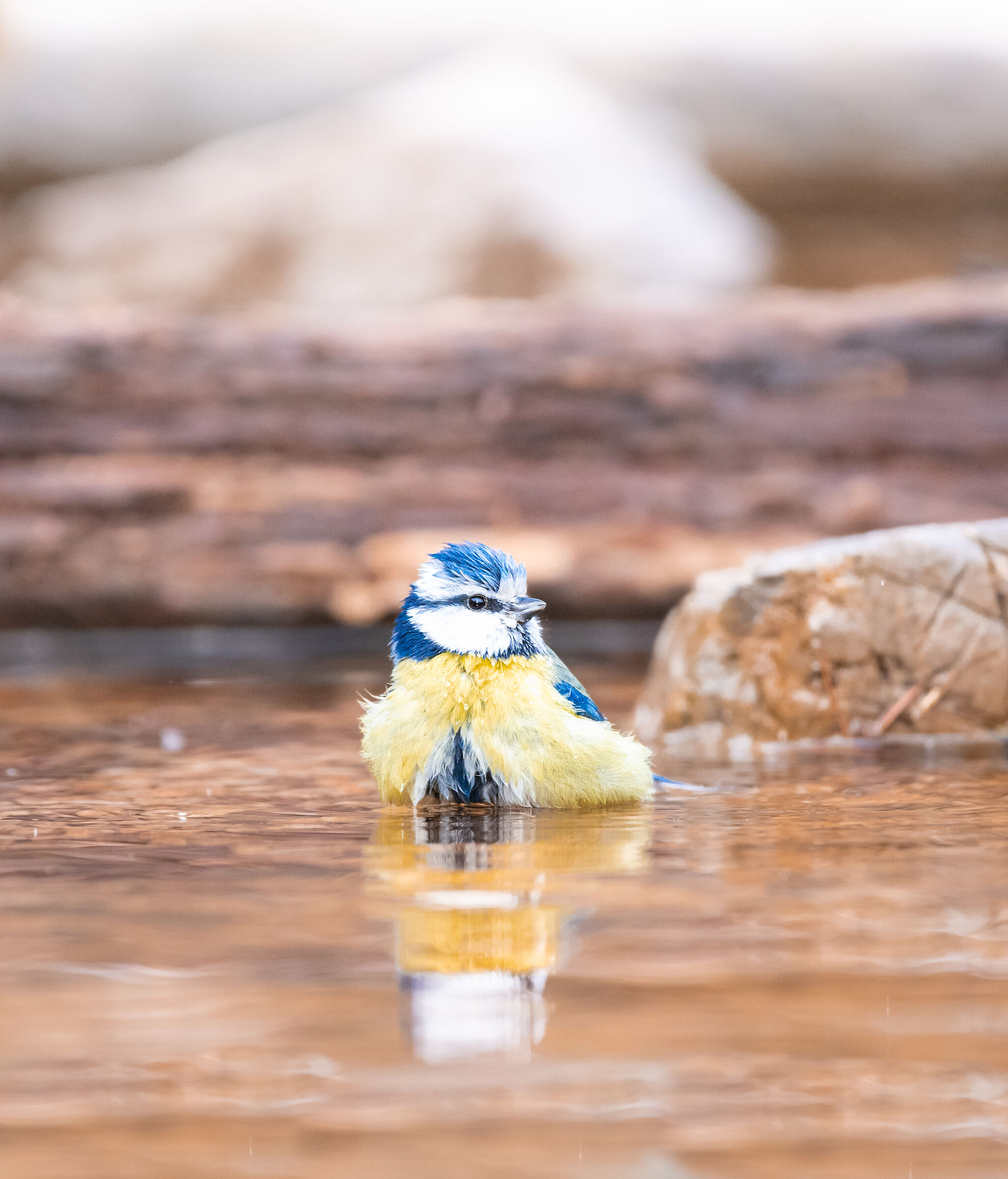 cinciarella al bagno