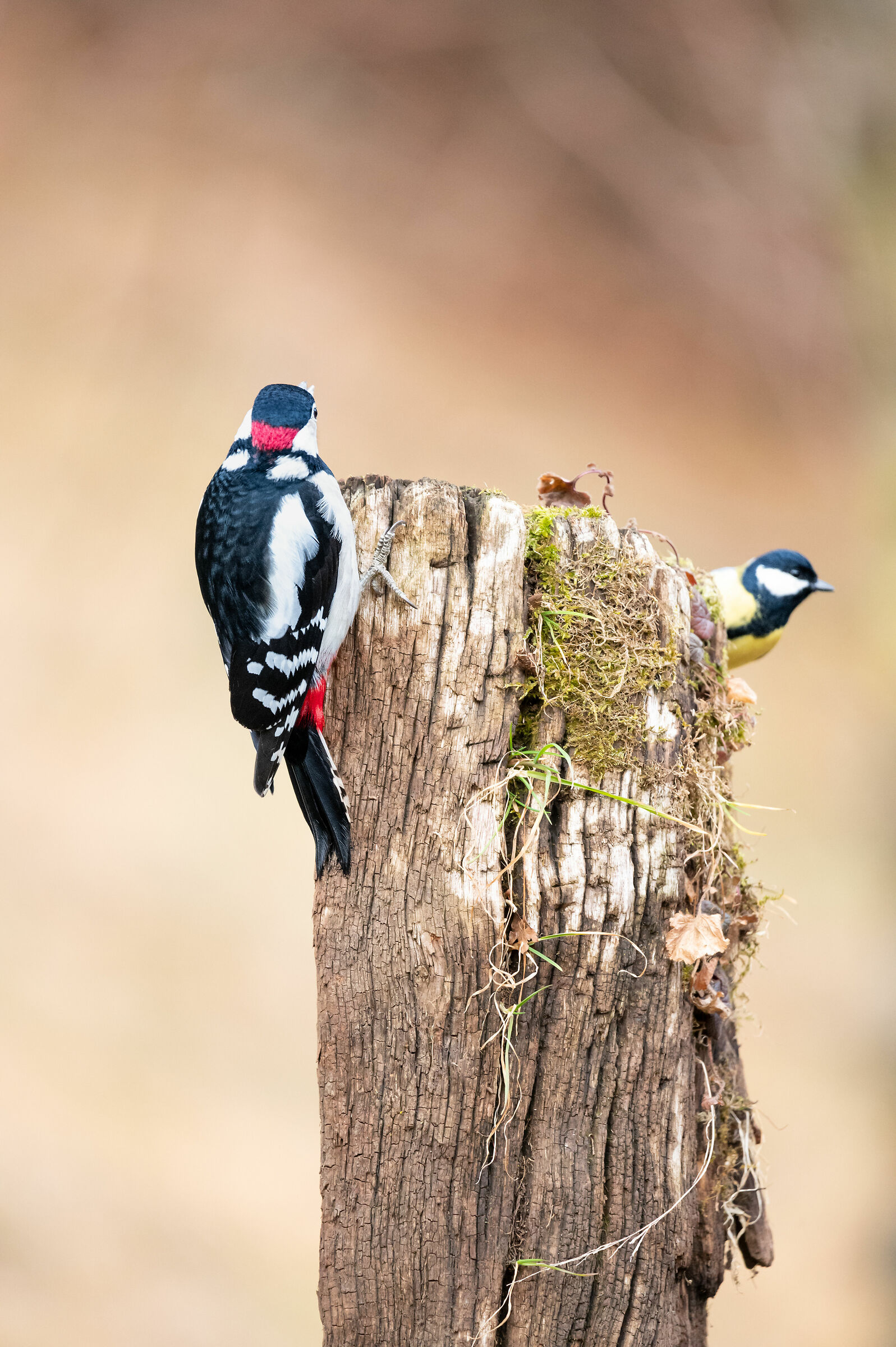 picchio rosso e cinciallegra