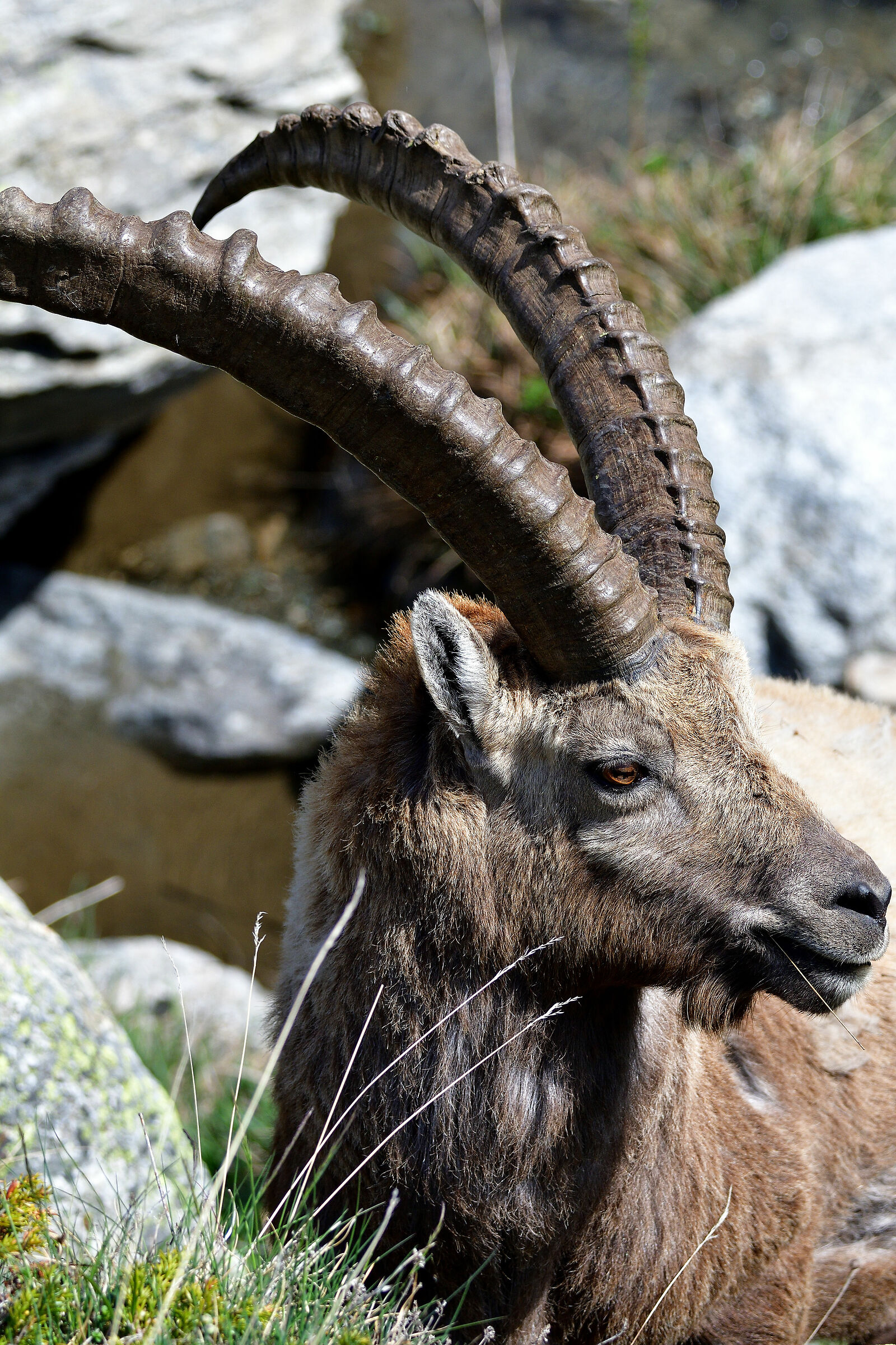Goat ibex