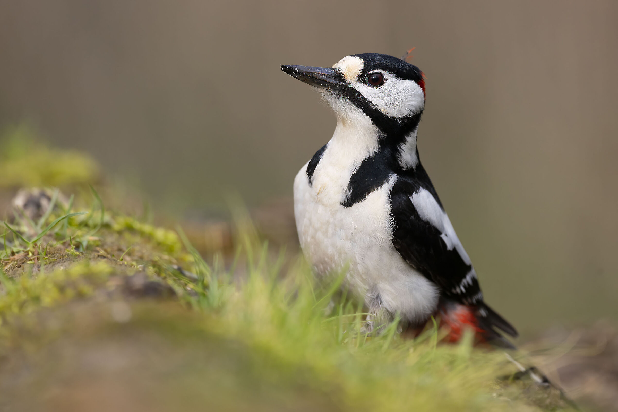 Great spotted woodpecker