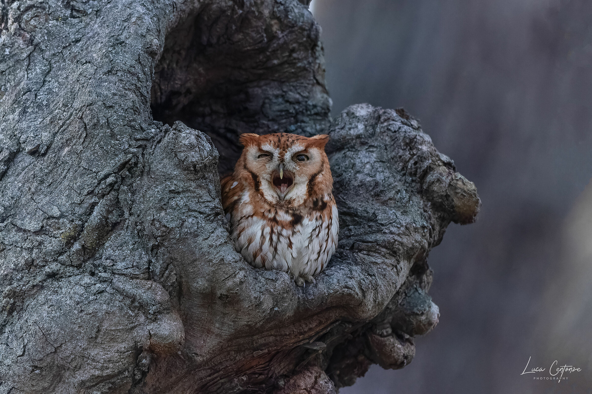 Che noia, sempre questo qua ogni volta che mi sveglio!