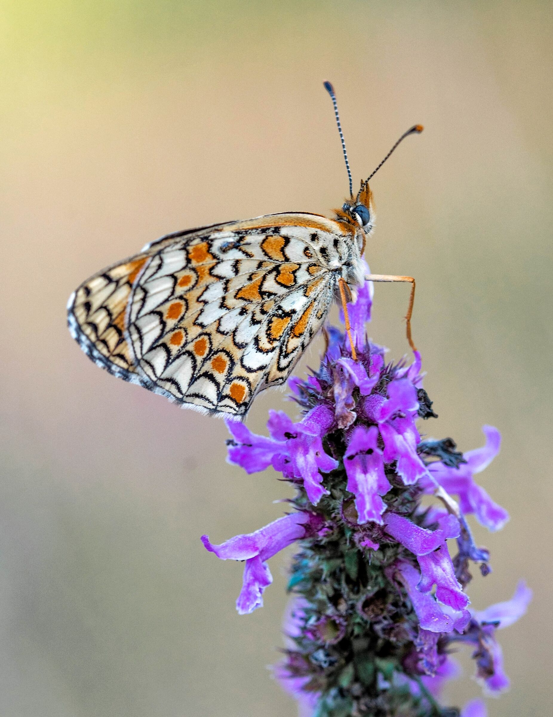 Melitaea