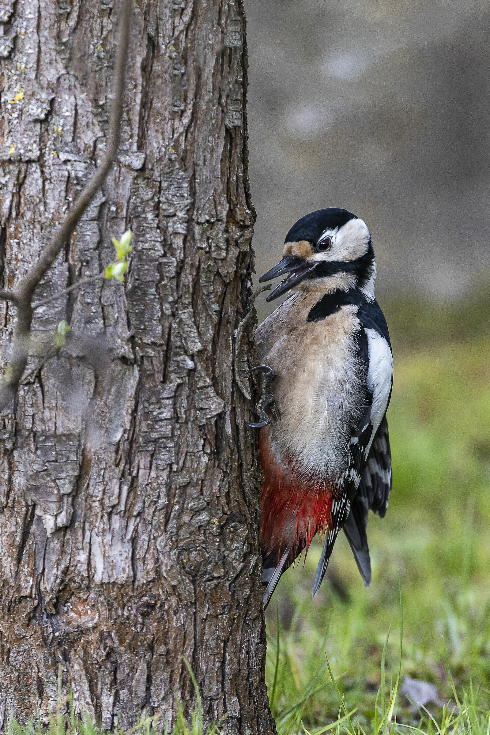 Great Spotted Woodpecker