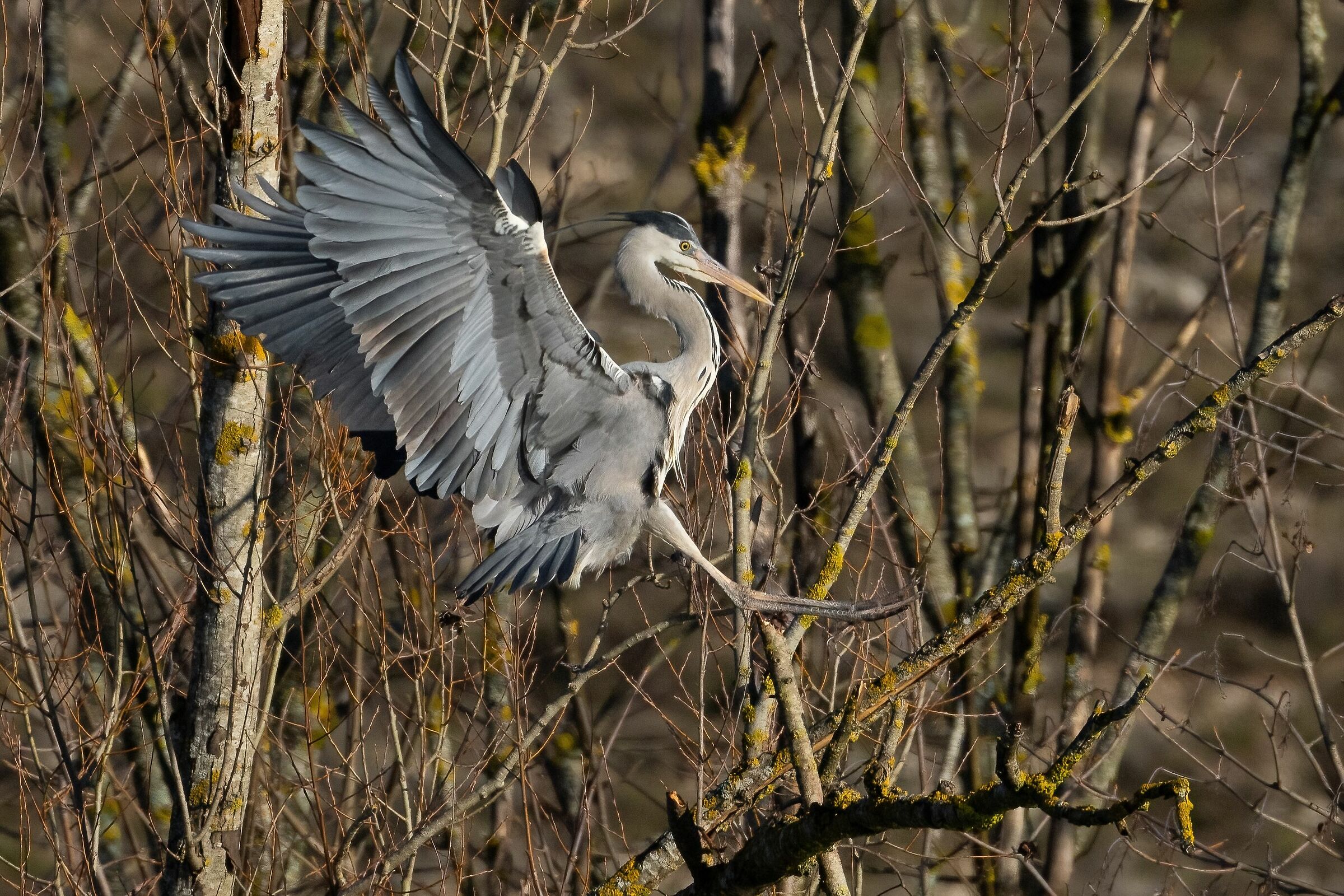 Landing in the Branches - Grey Heron