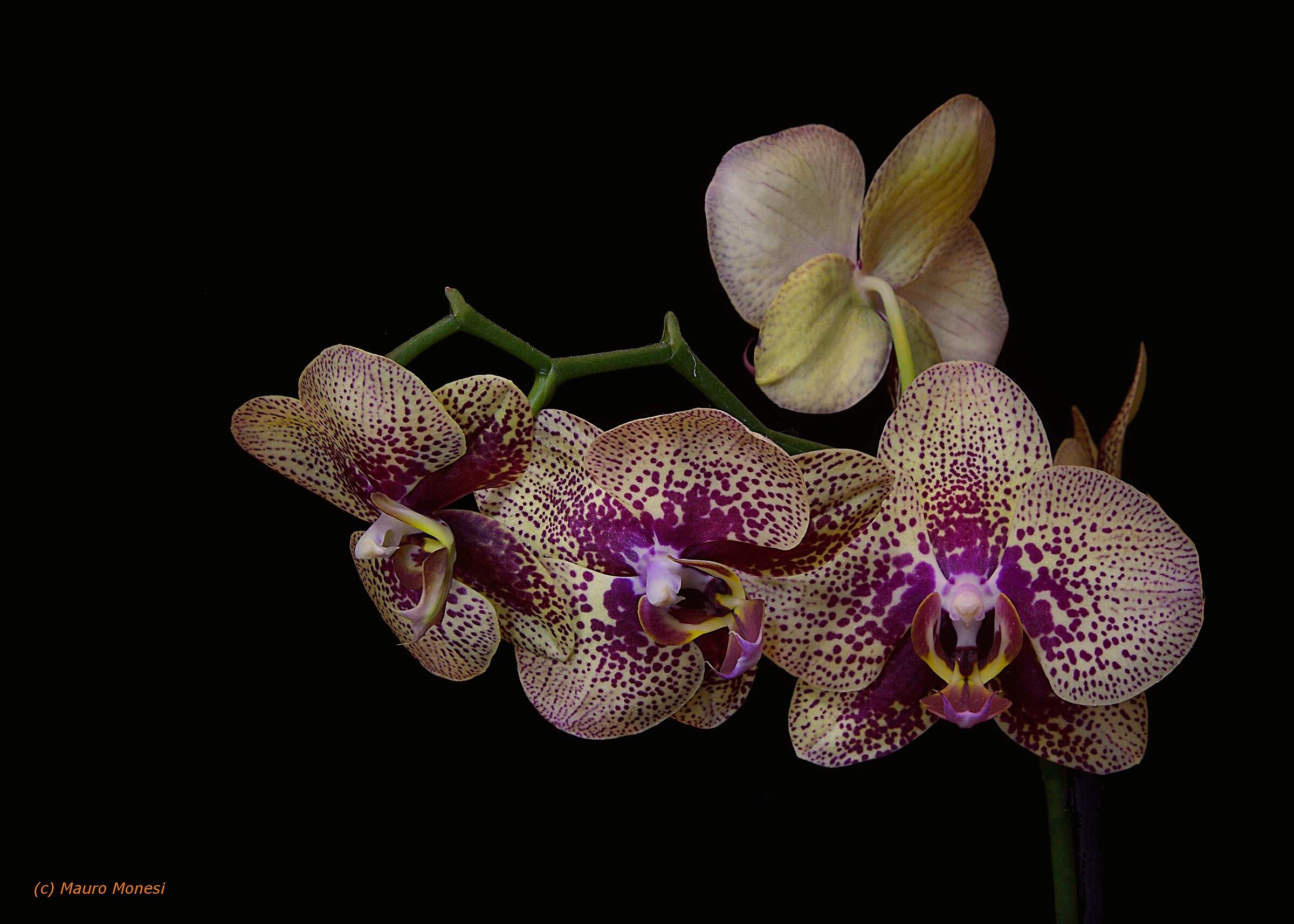 Phalenopsis