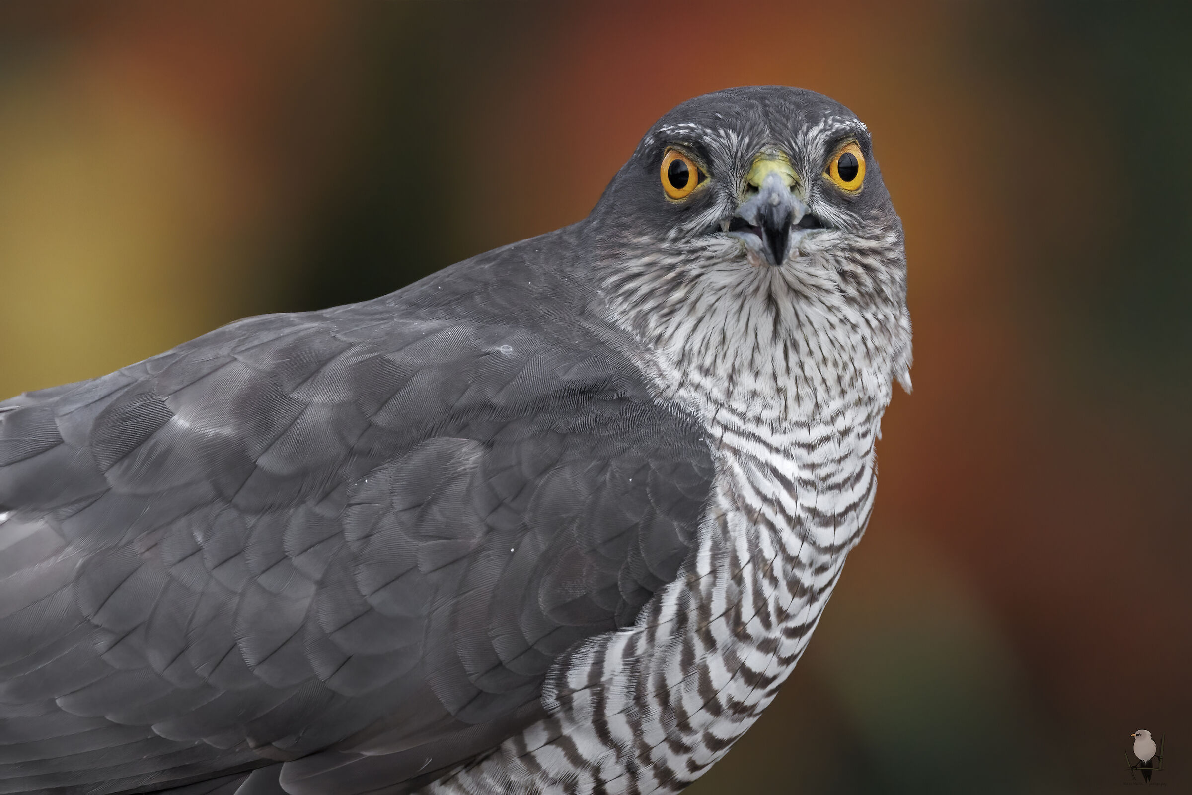 Lo sguardo dello Sparviere &female;