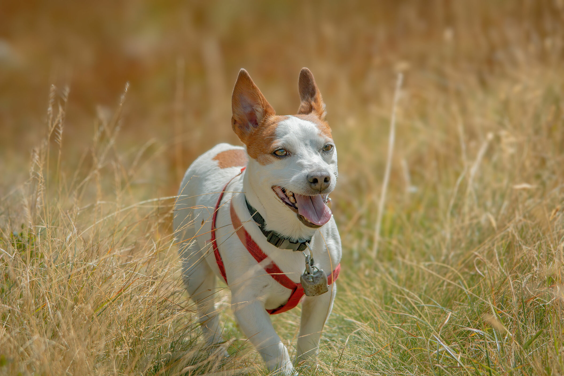 piccola mucca chiazzata