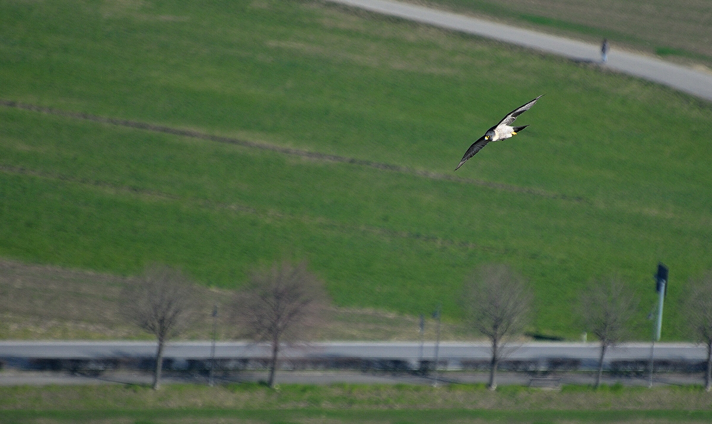 Pellegrino in Caccia...