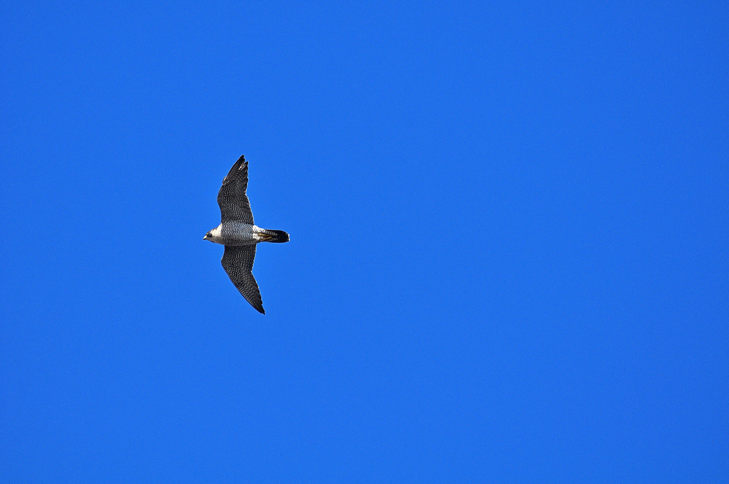 Pellegrino in Caccia...