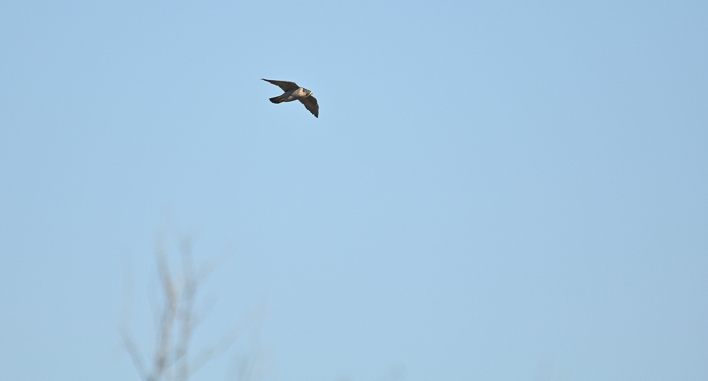 Pellegrino in Caccia...
