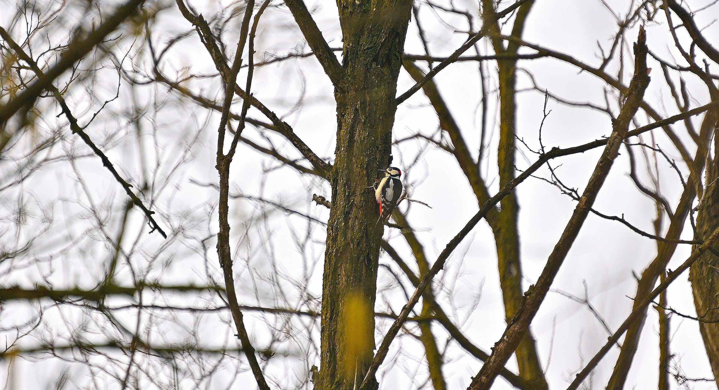 Il Picchio al Lavoro...