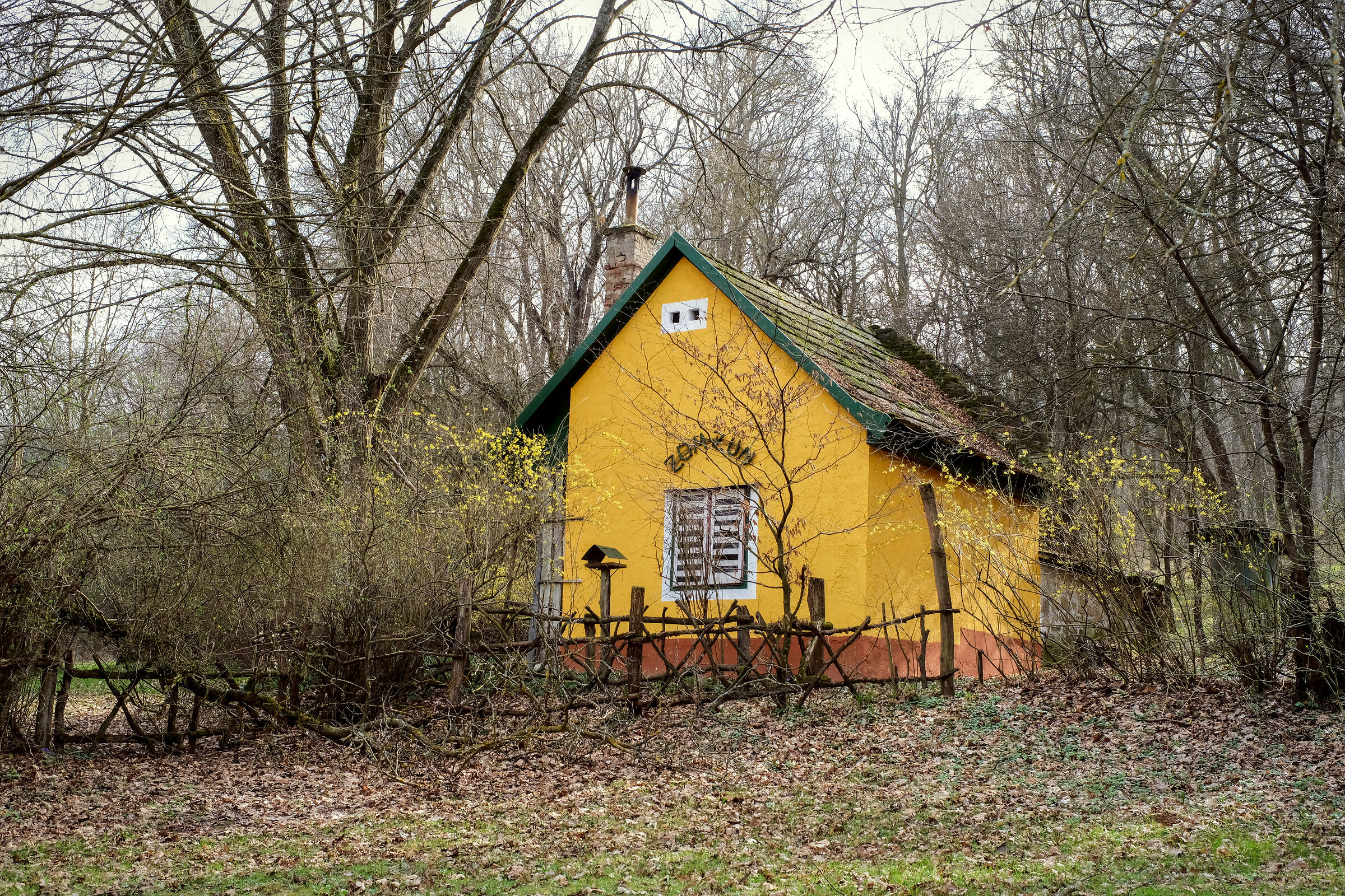 in the woods