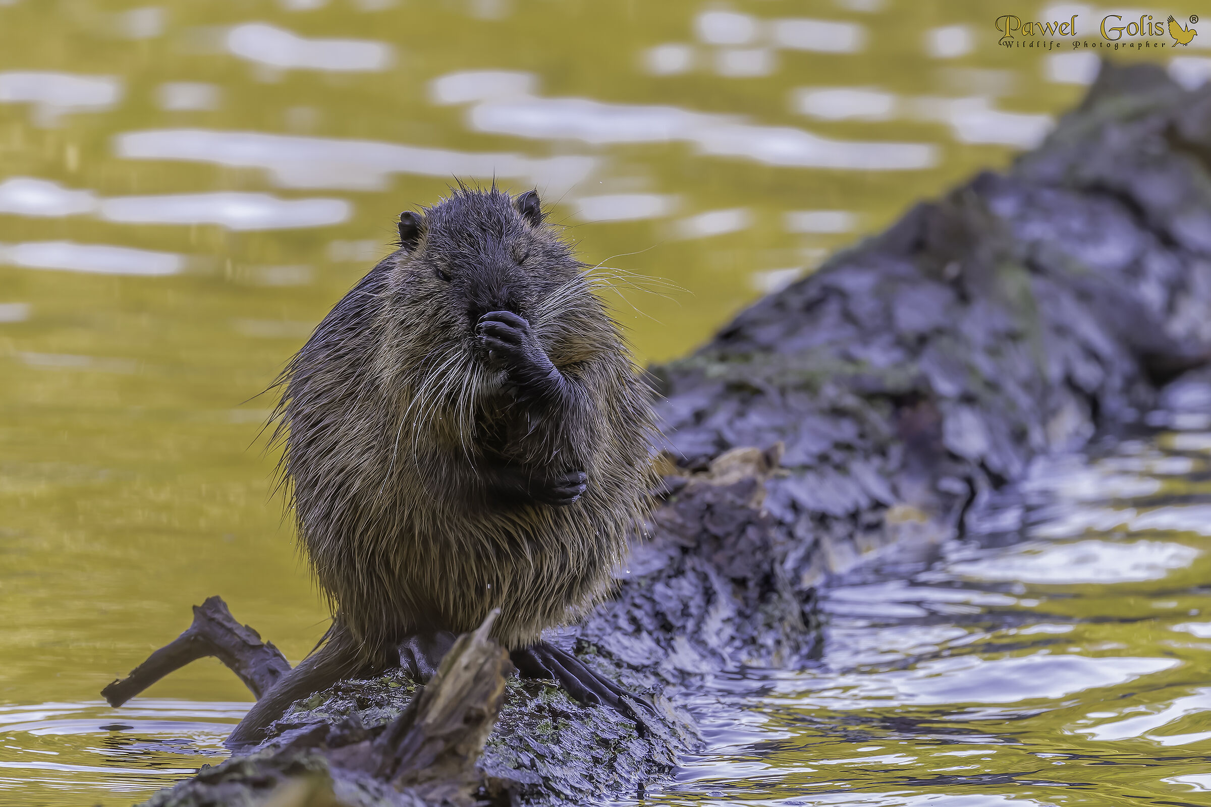 Qualcosa puzza qui... Nutria (Myocastor coypus)