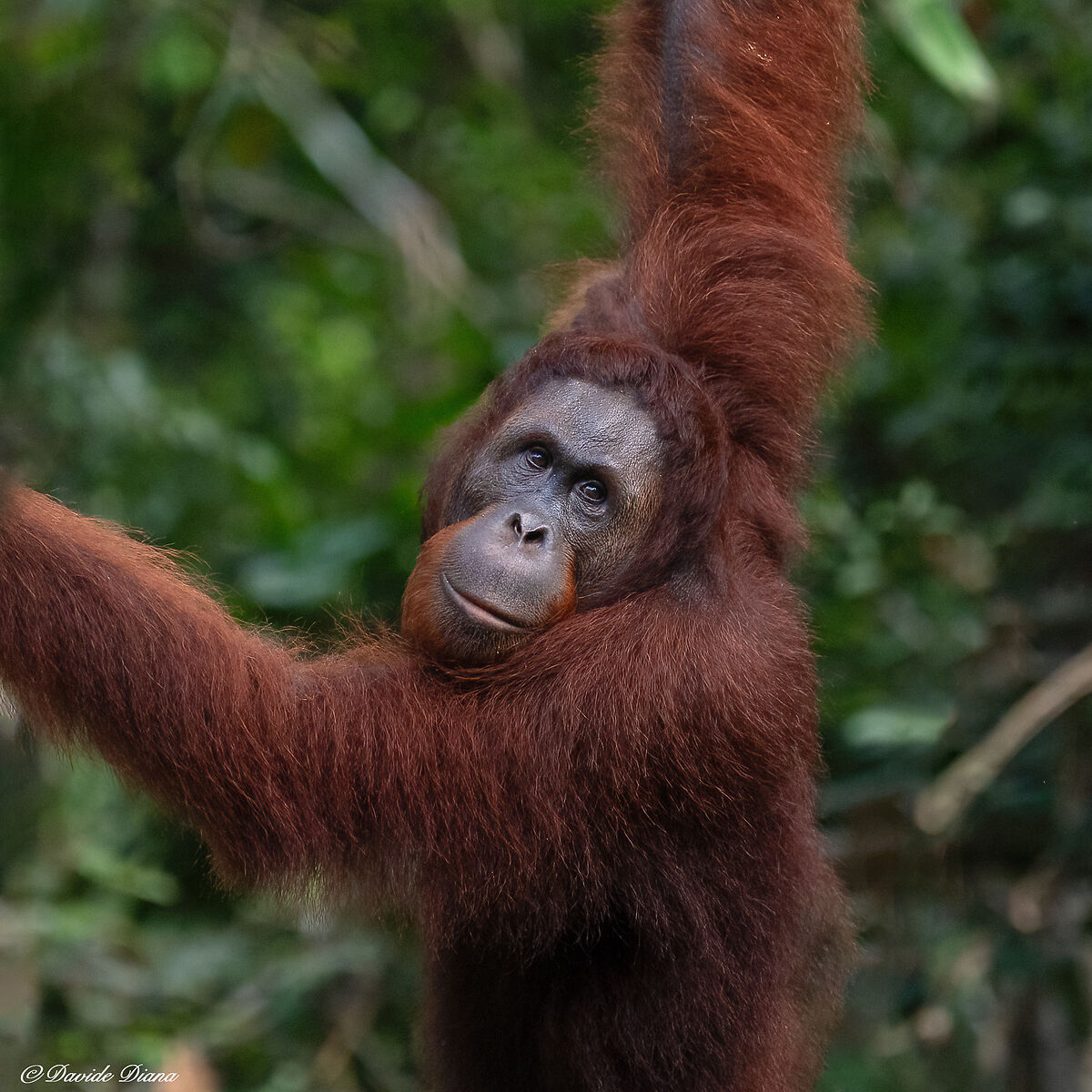 Orangutan - Borneo