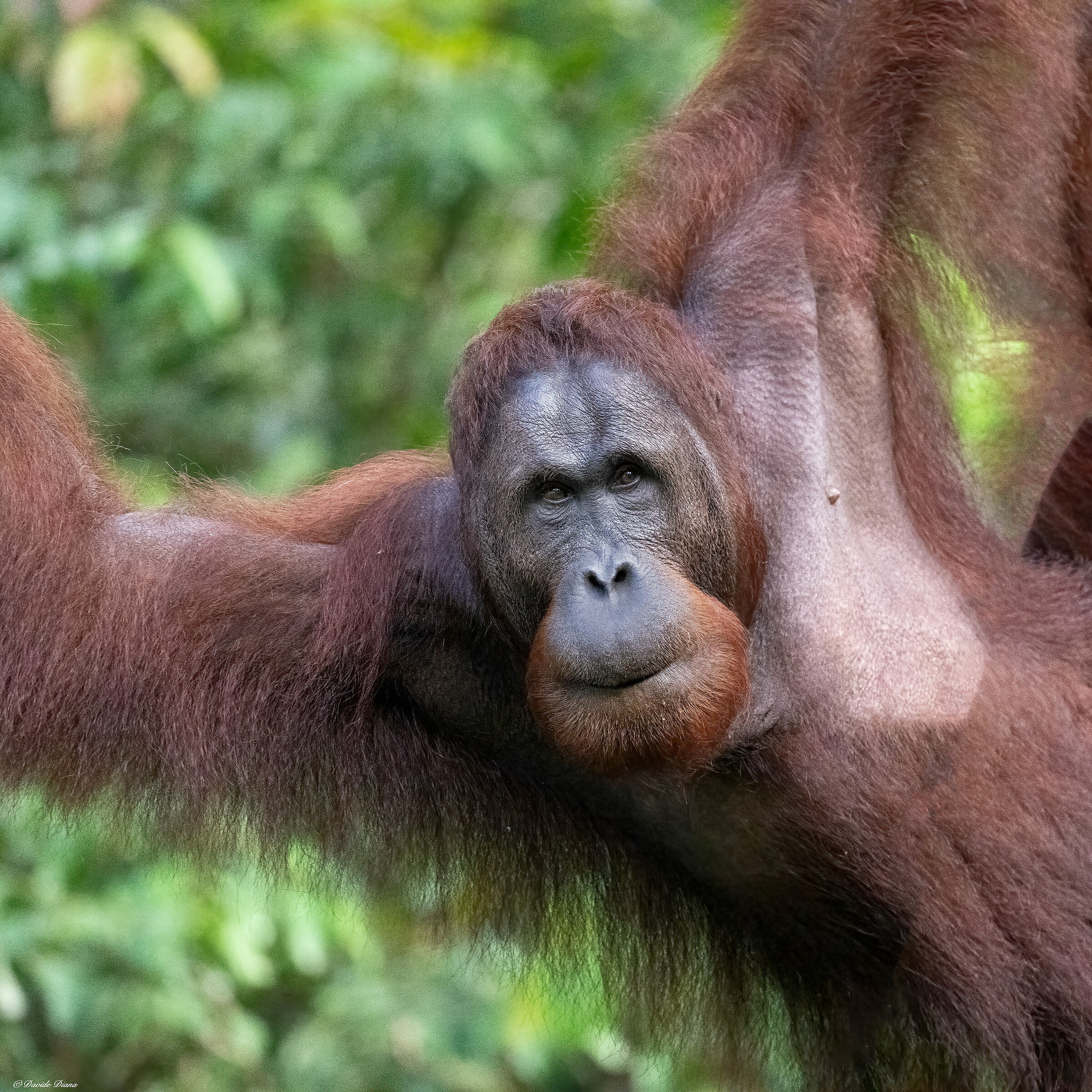 Orangutan - Borneo
