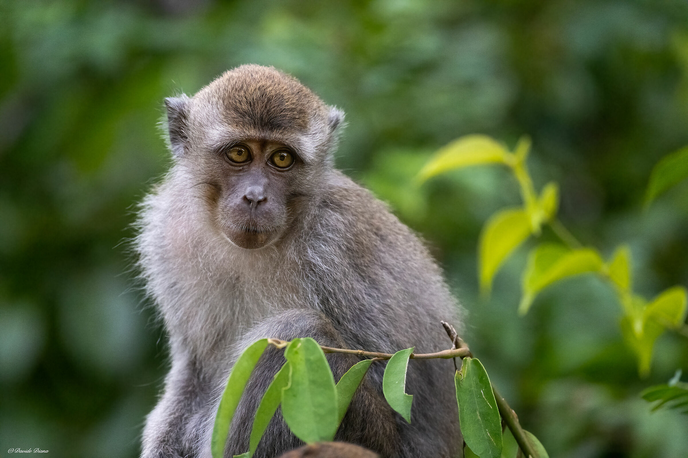 Macaque Borneo