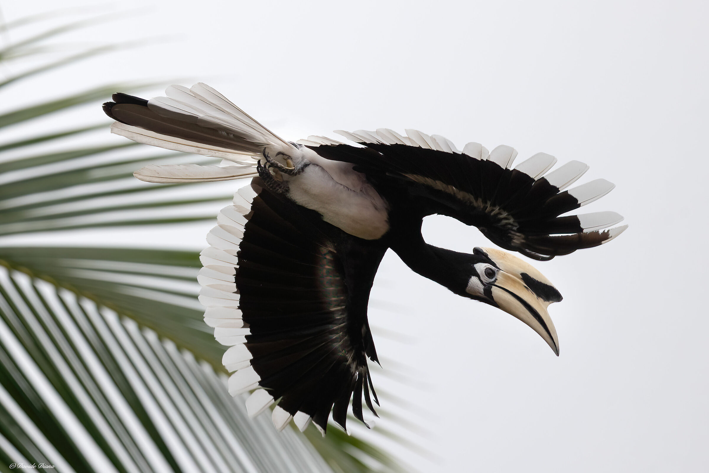 Black and White Hornbill