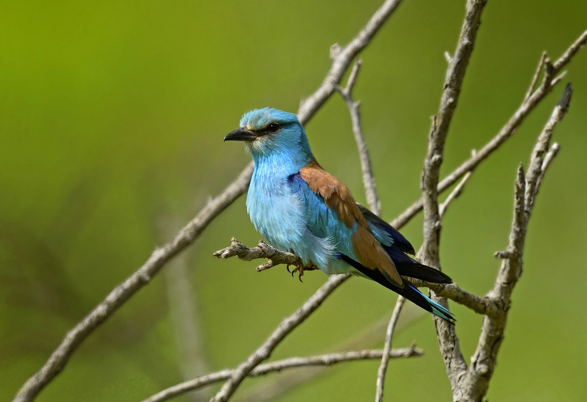 European Roller